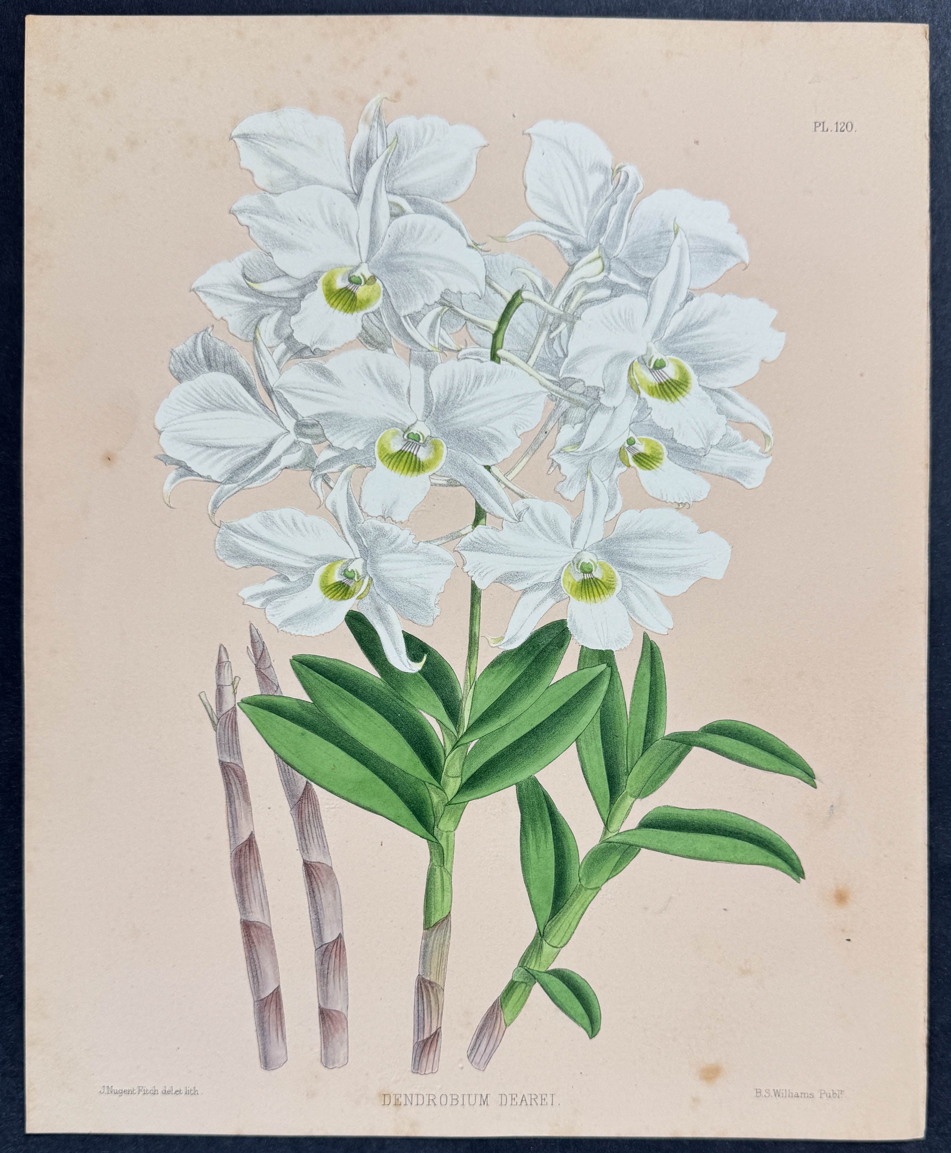Orchid - Dendrobium Dearii