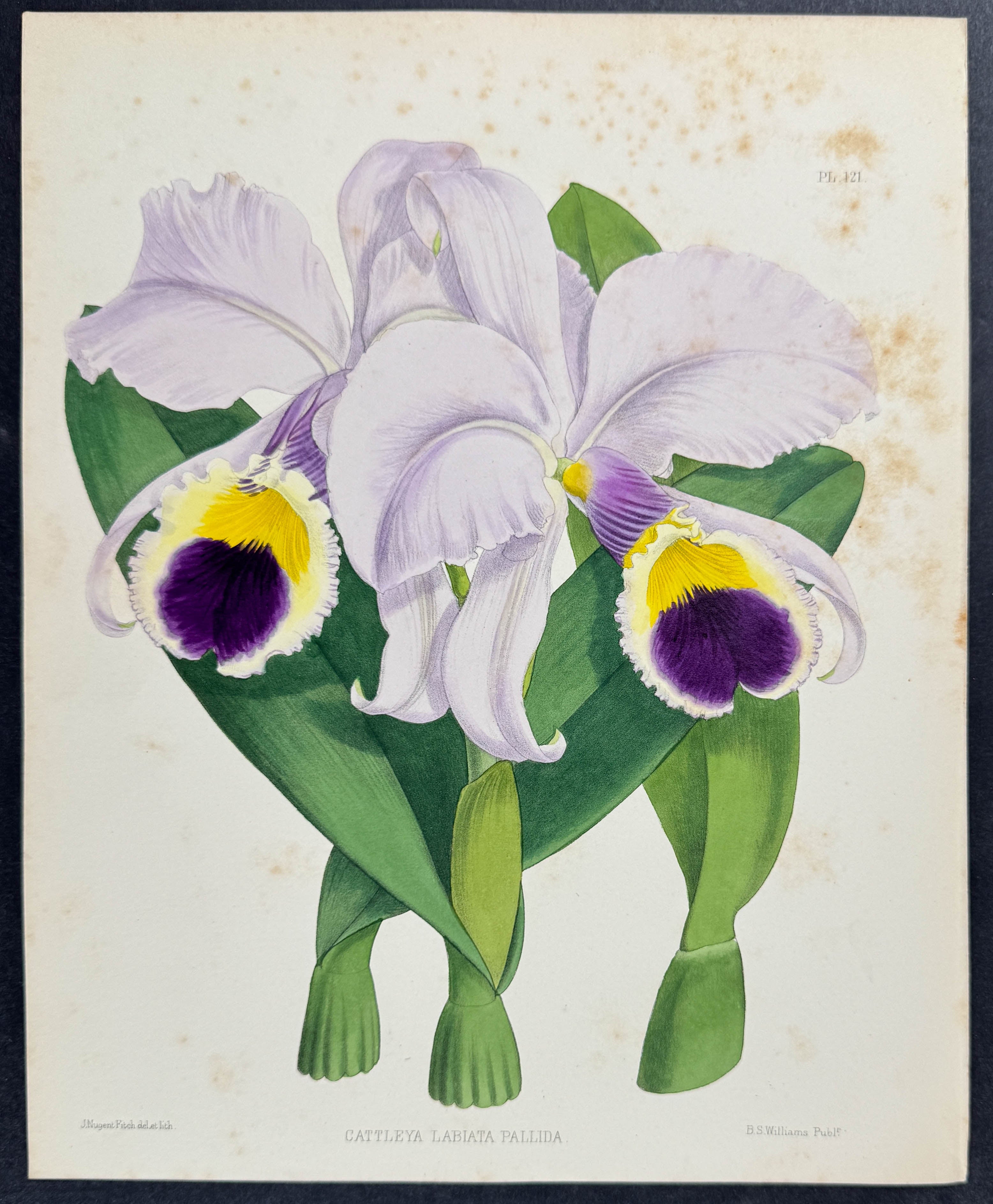 Orchid - Cattleya Labiata Pallida