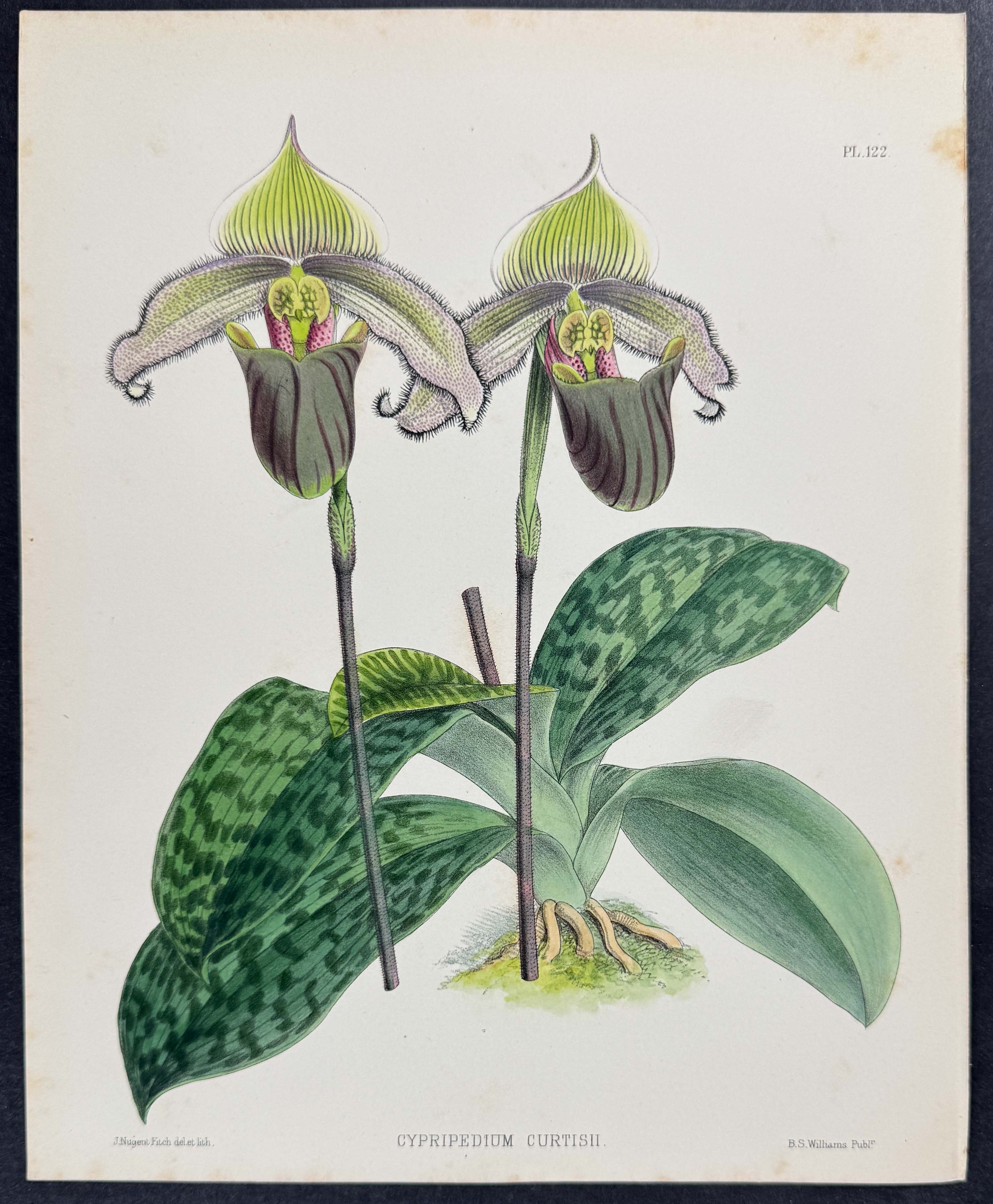 Orchid - Cypripedium Curtisii