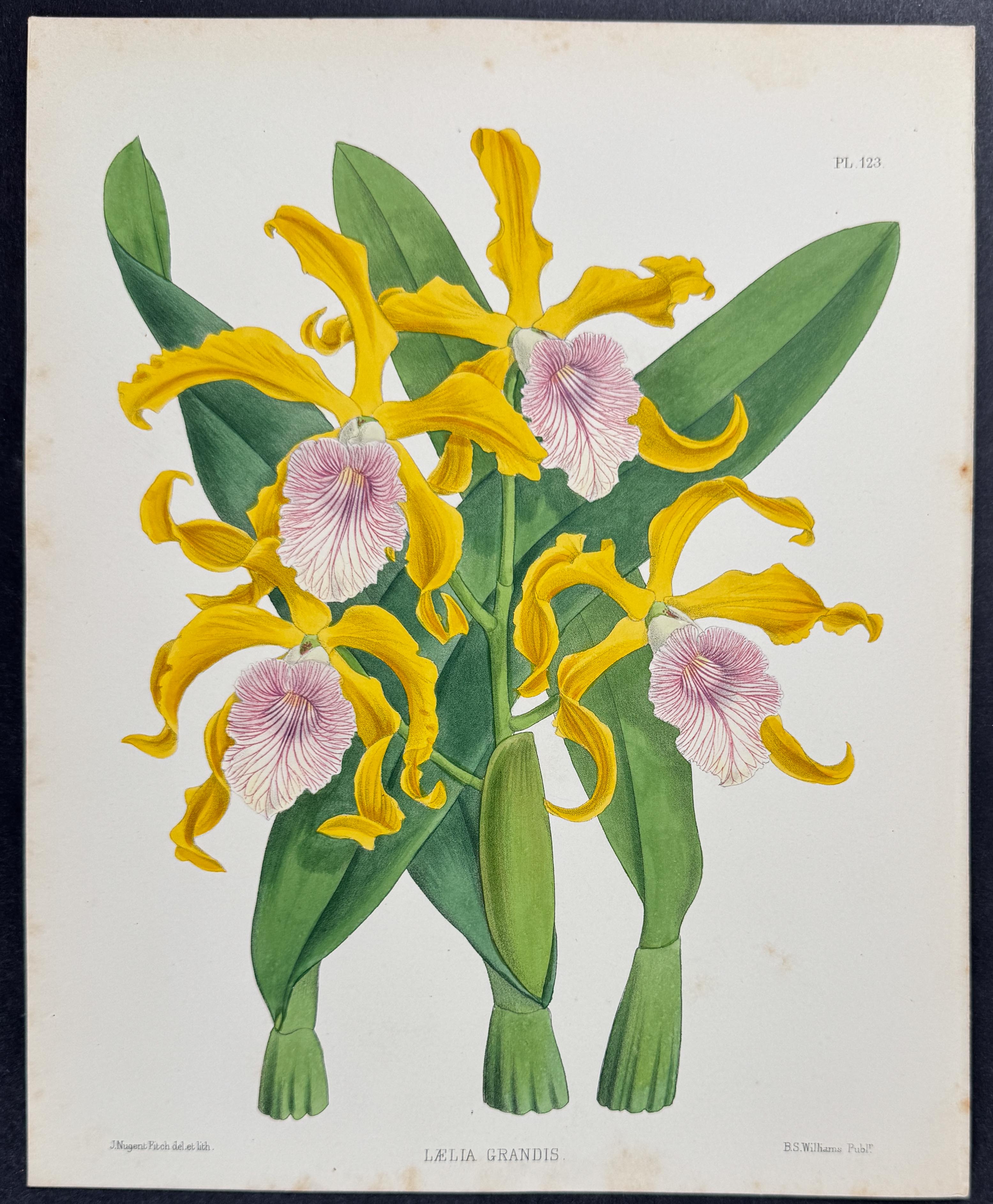 Orchid - Laelia Grandis