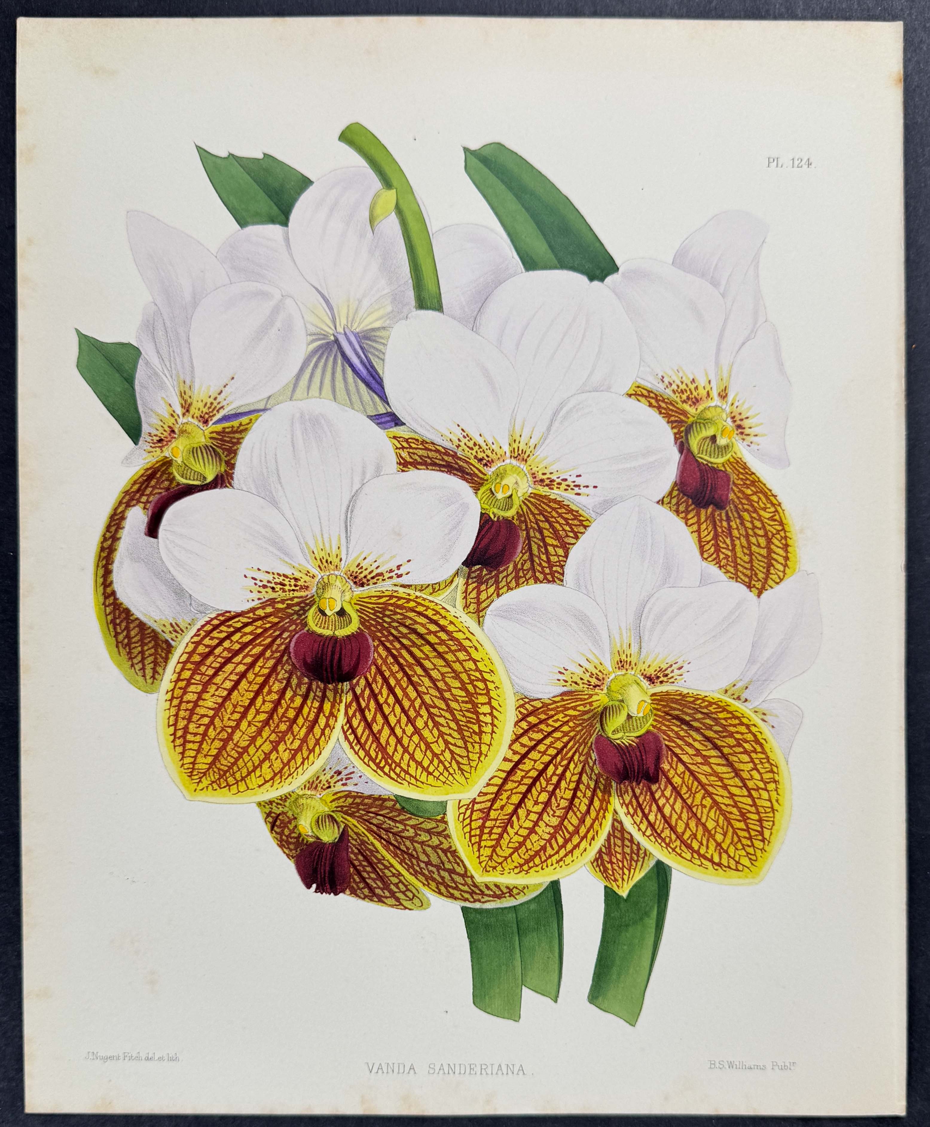 Orchid - Vanda Sanderiana