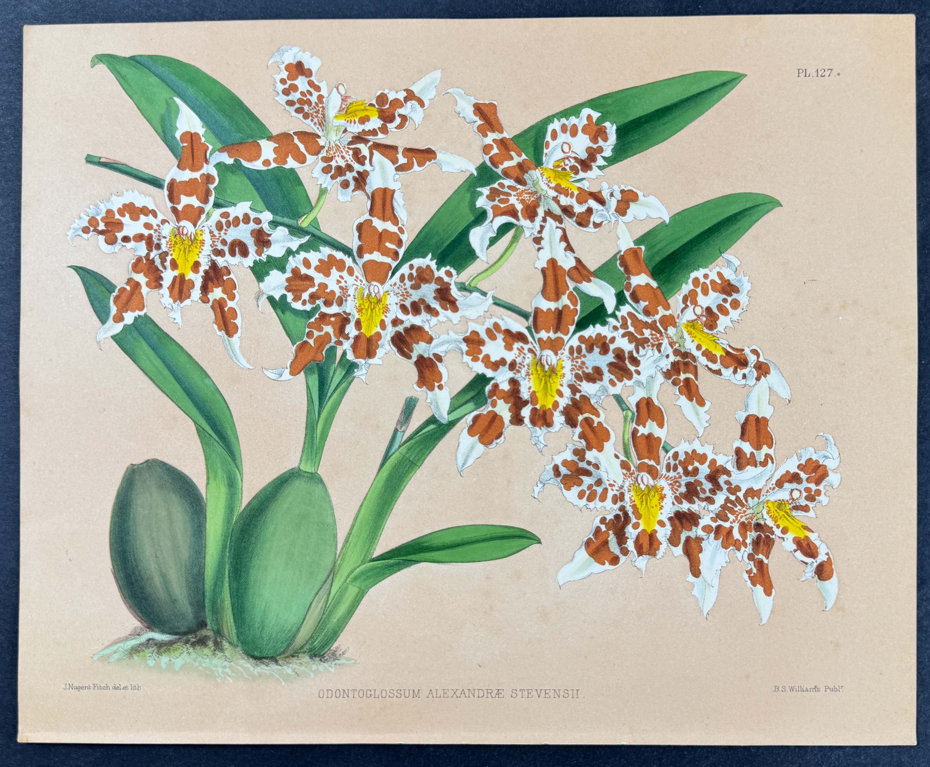 Orchid - Odontoglossum Alexandrae Stevensii