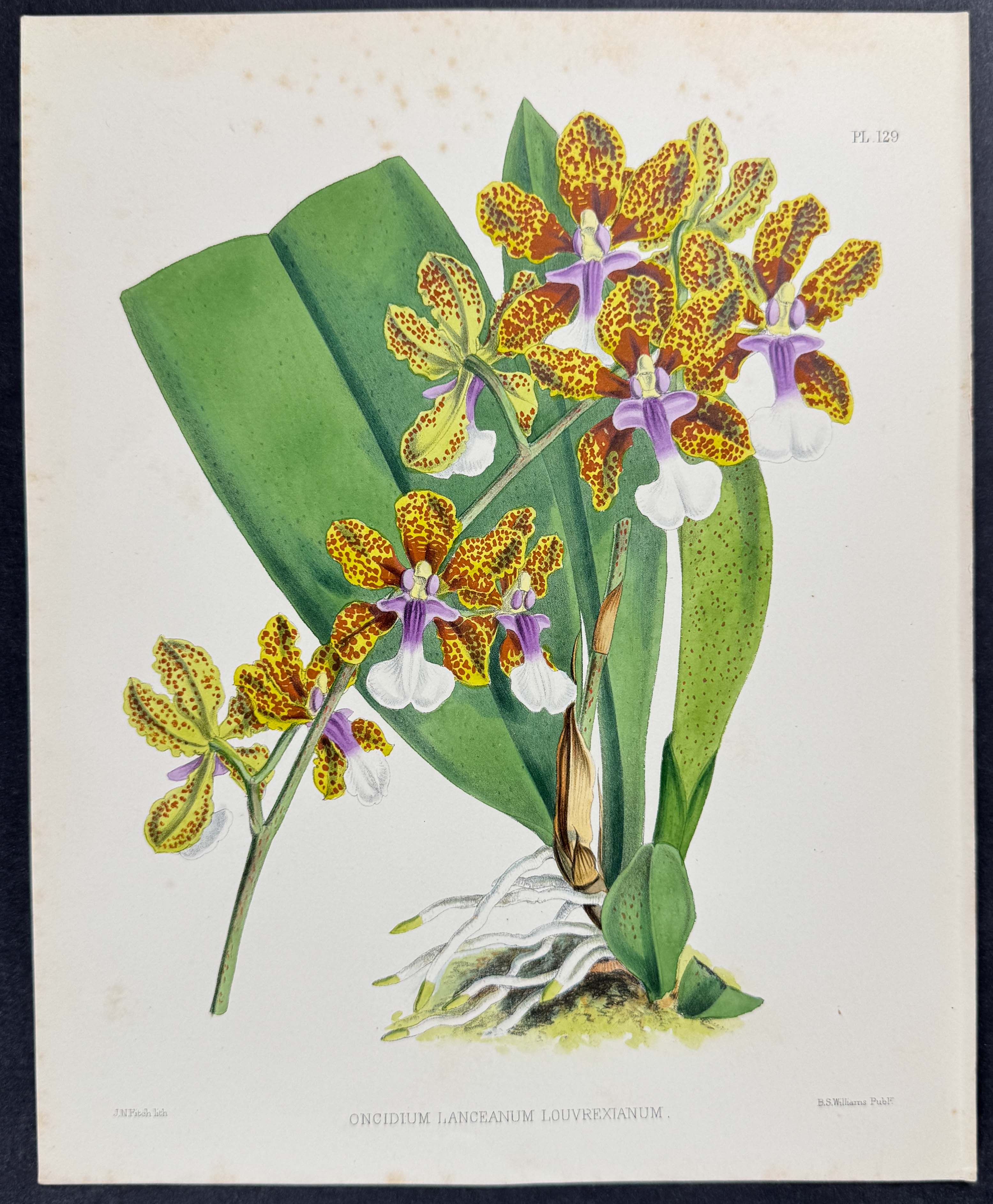 Orchid - Oncidium Lanceanum Louvrexianum