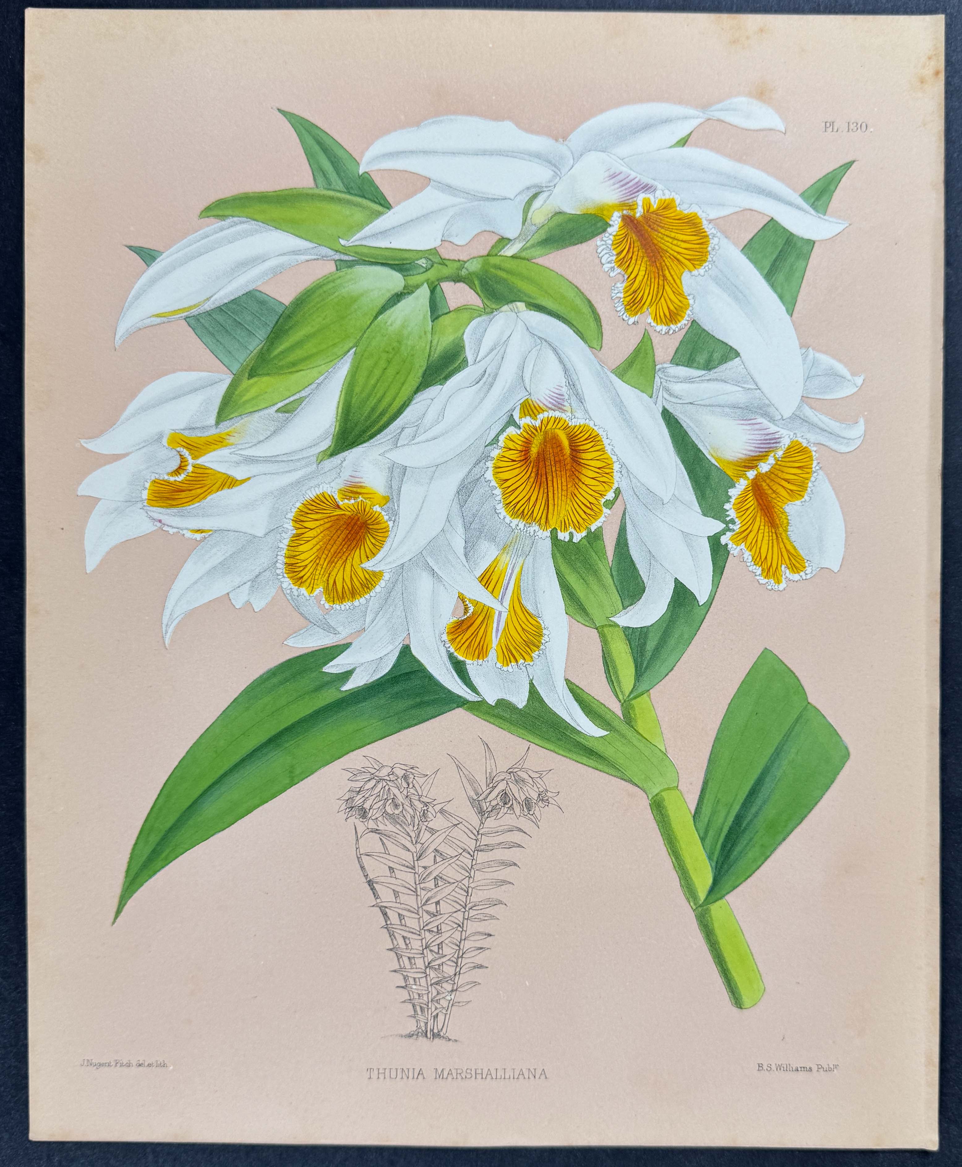 Orchid - Thunia Marshalliana