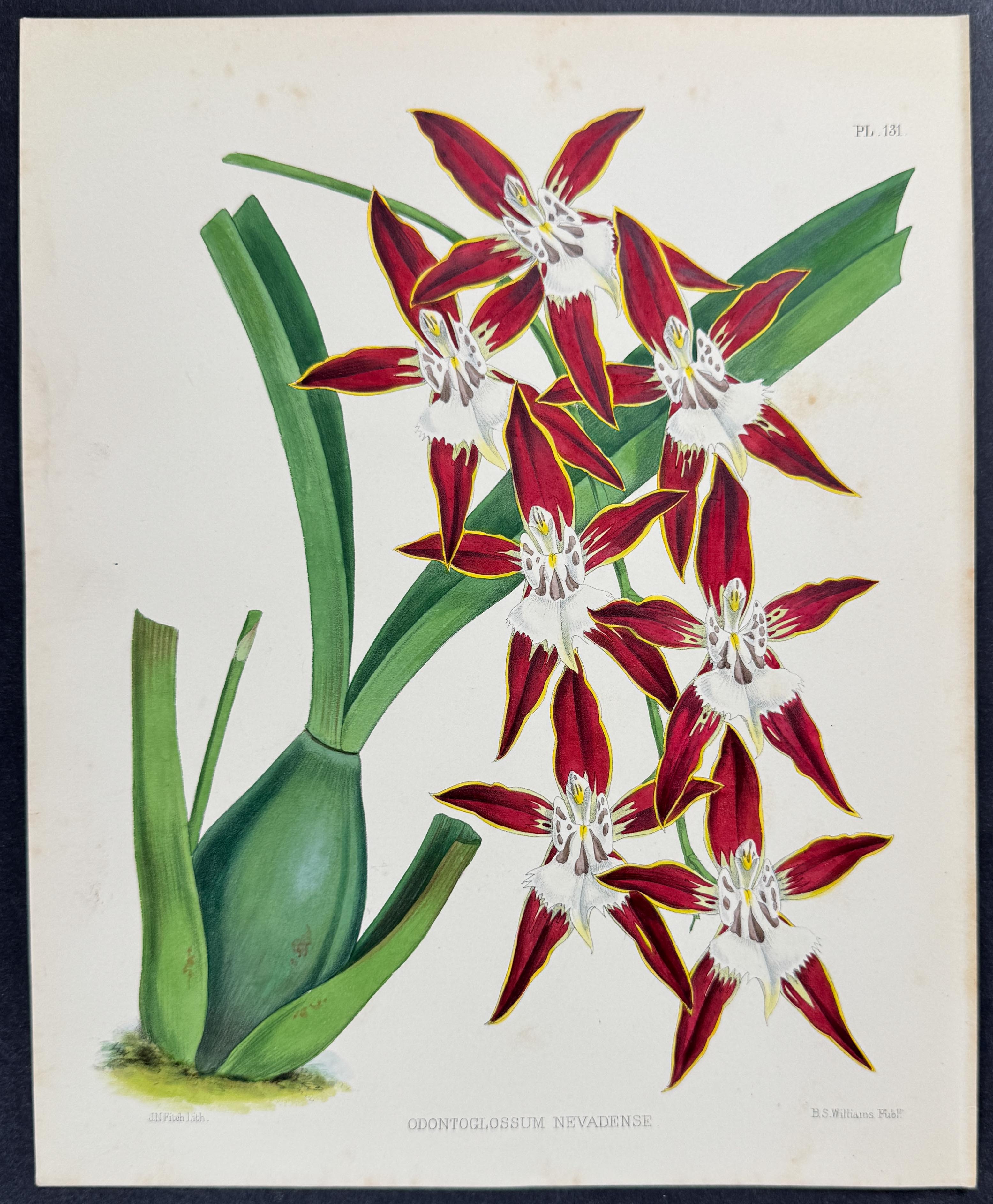 Orchid - Odontoglossum Nevadense