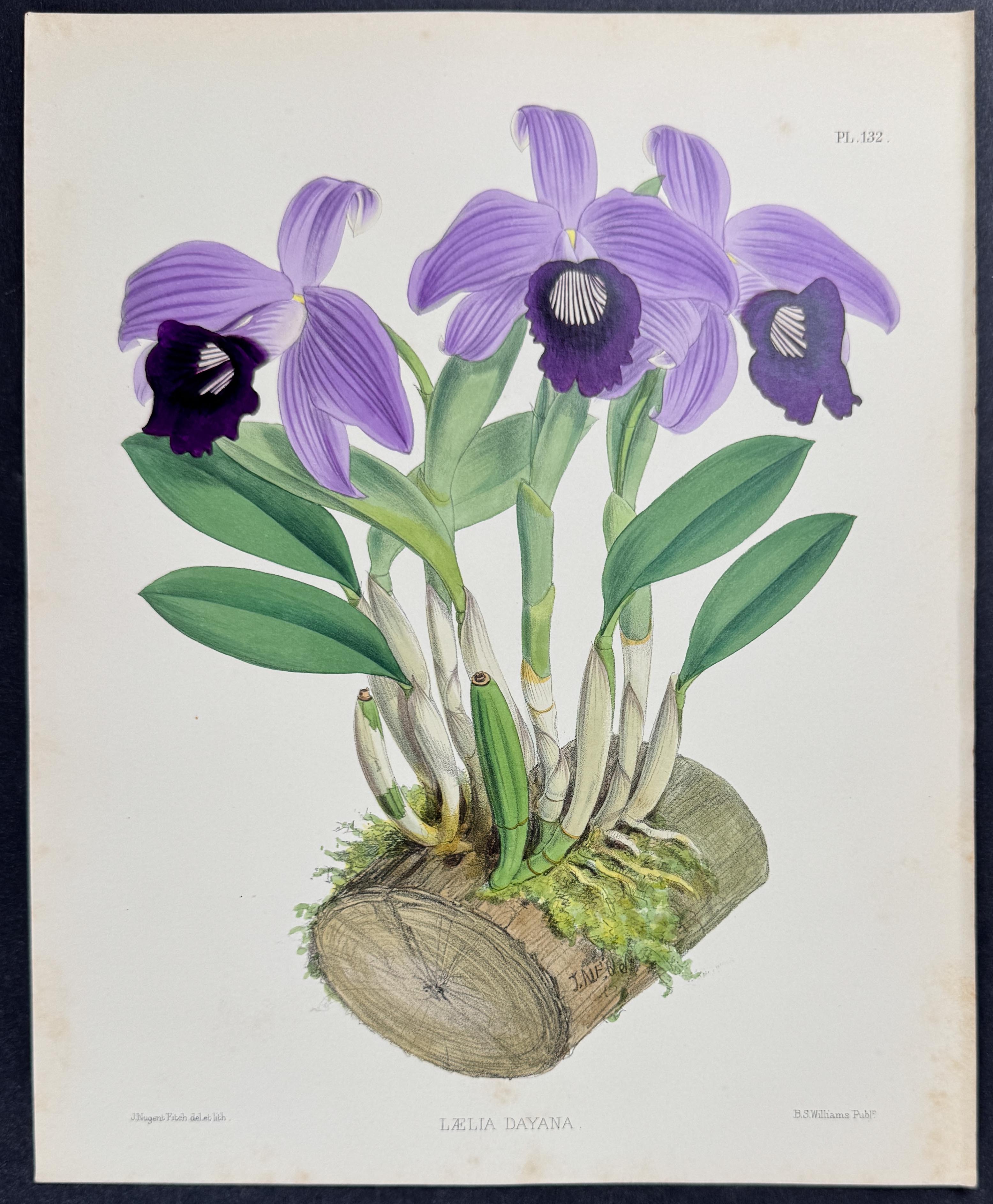 Orchid - Laelia Dayana