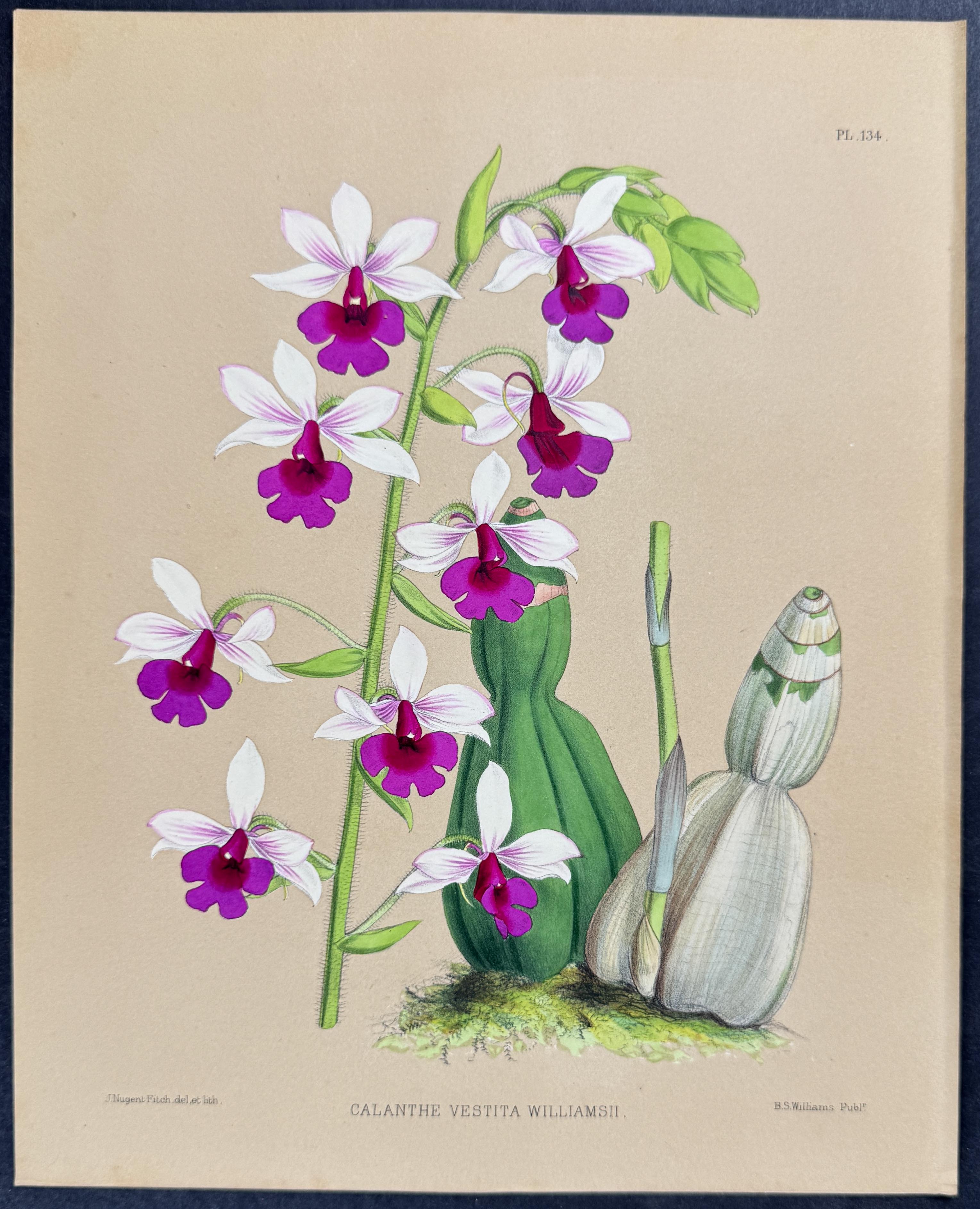 Orchid - Calanthe Vestita Williamsii