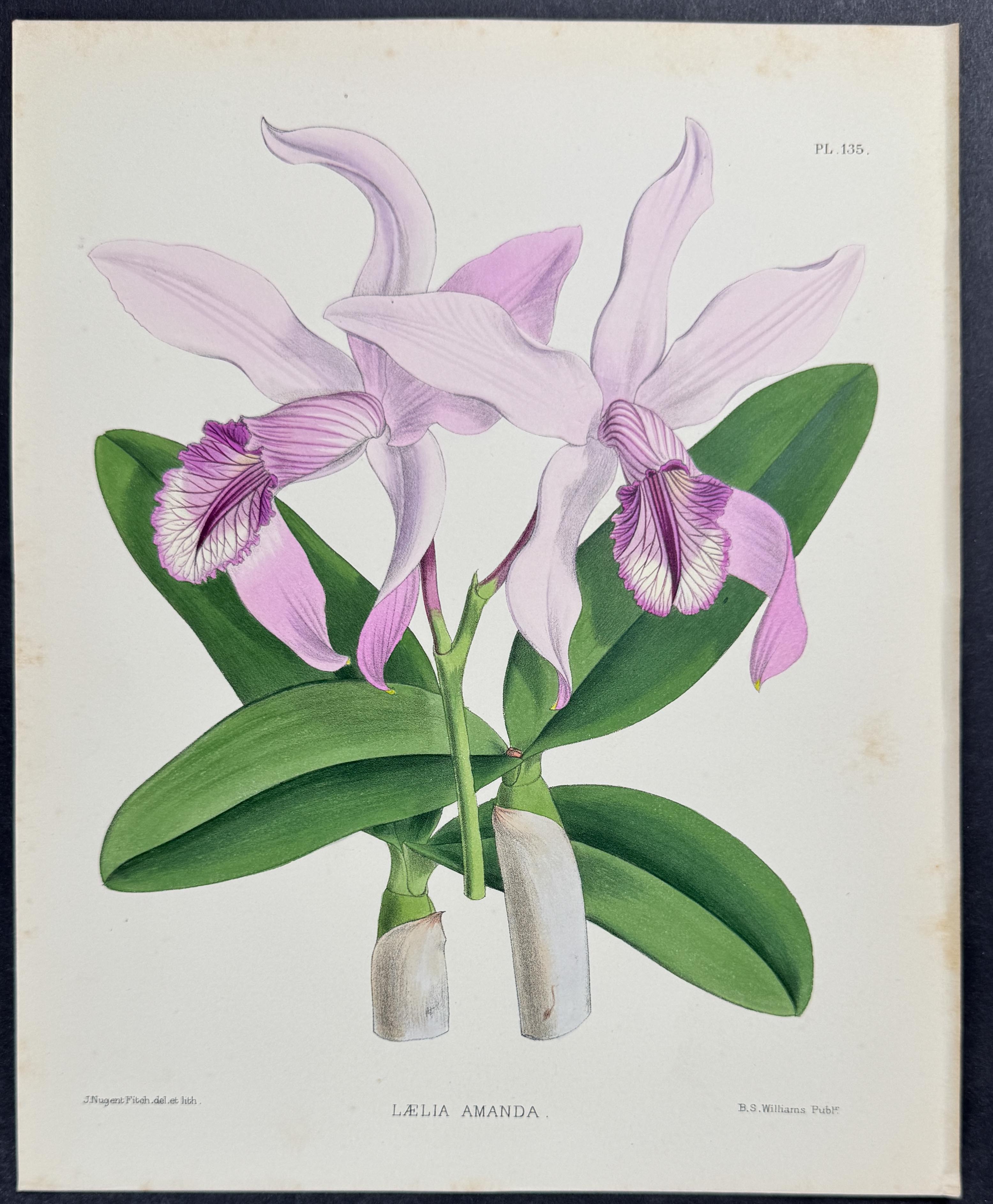 Orchid - Laelia Amanda