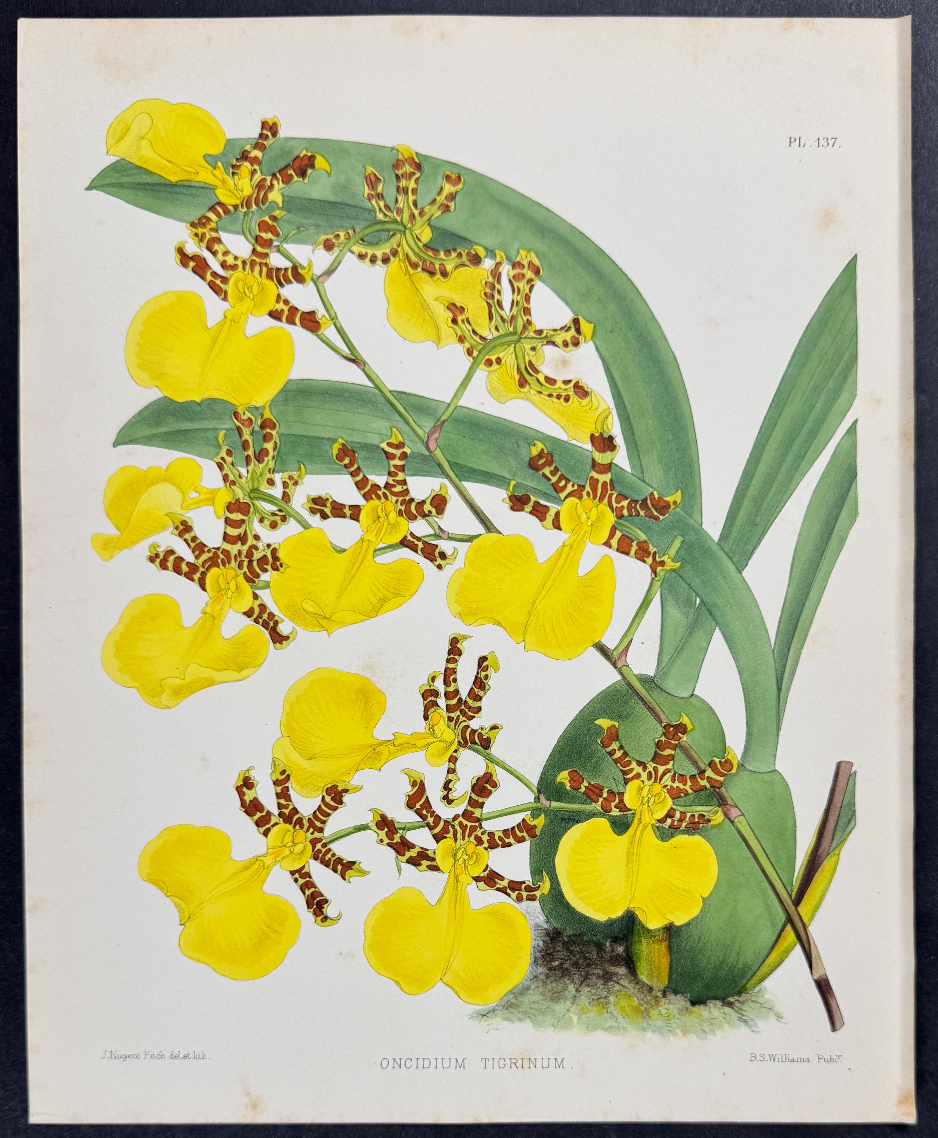 Orchid - Oncidium Tigrinum