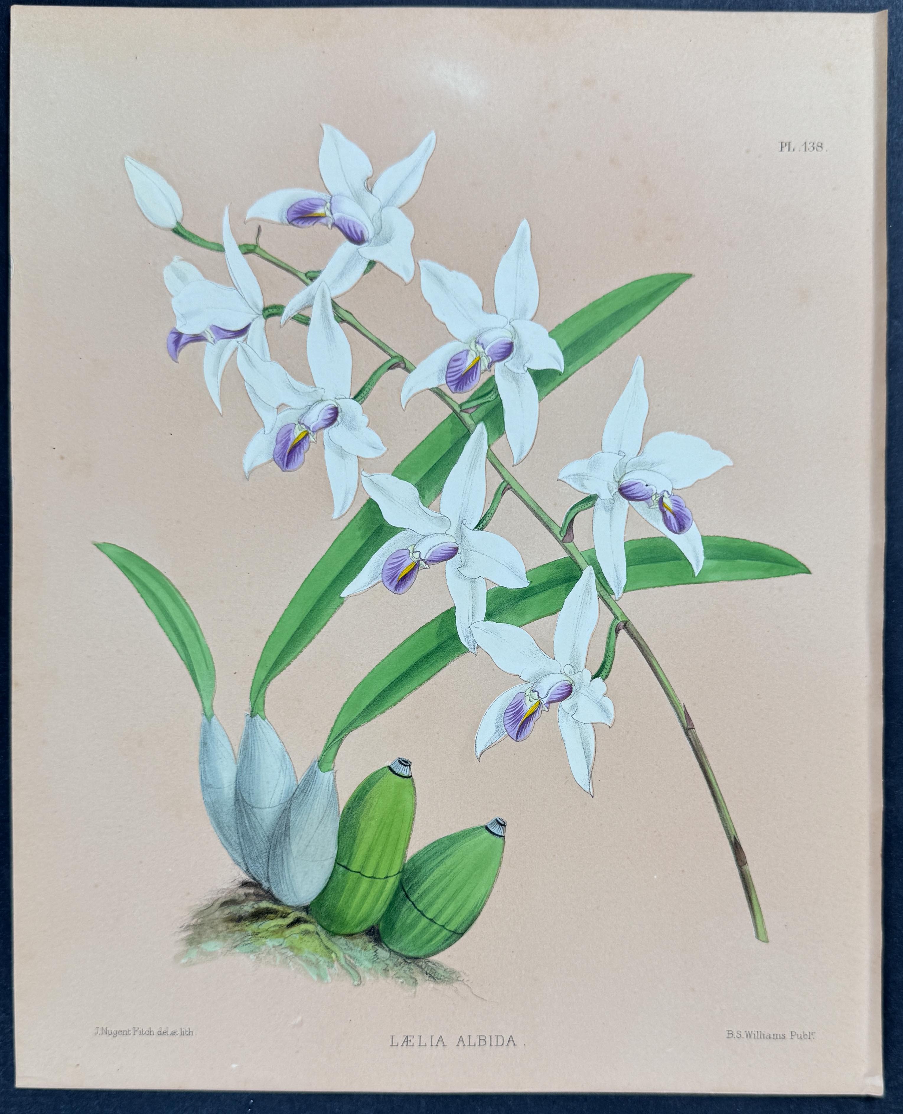 Orchid - Laelia Albida
