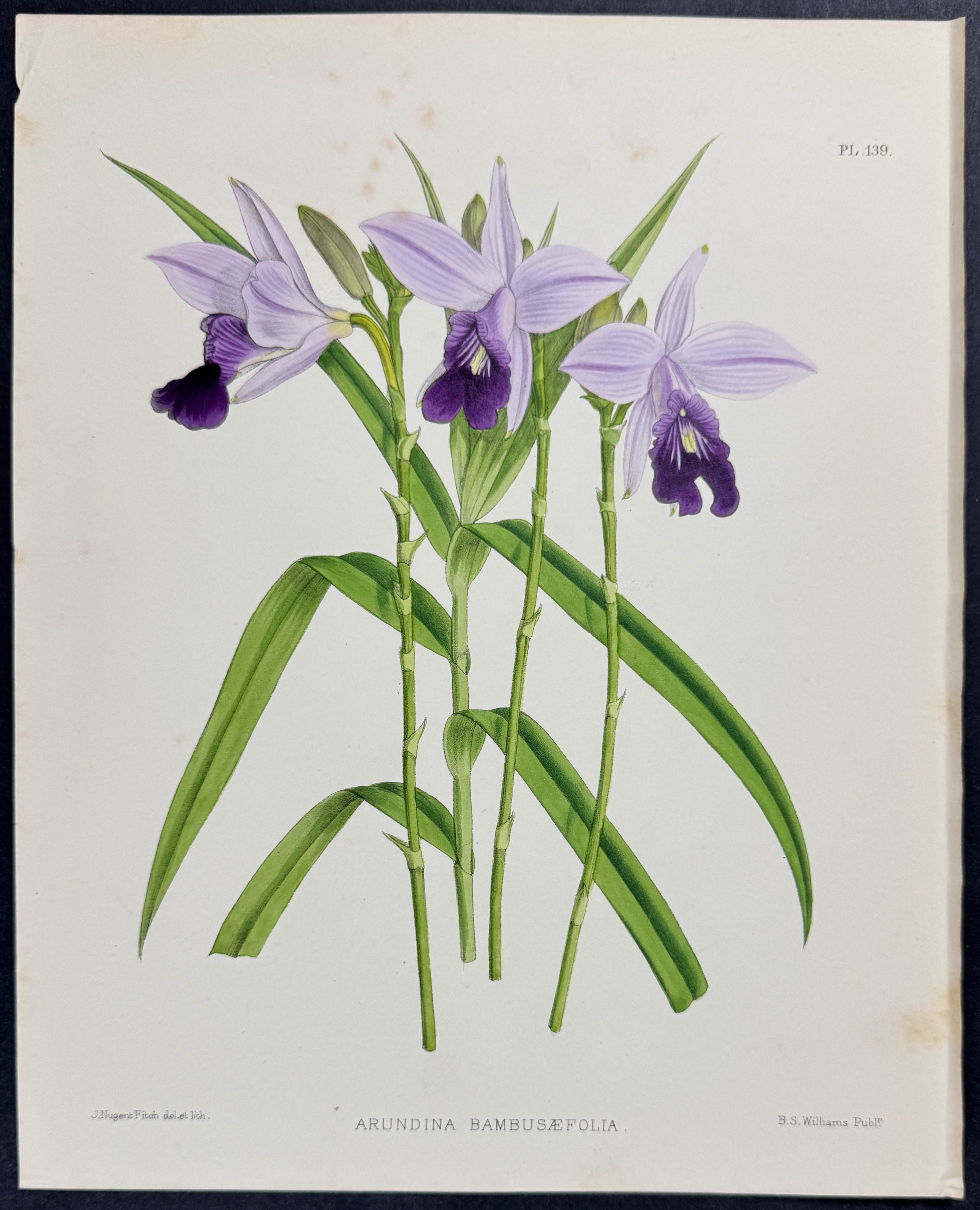 Orchid - Arundina Bambusaefolia