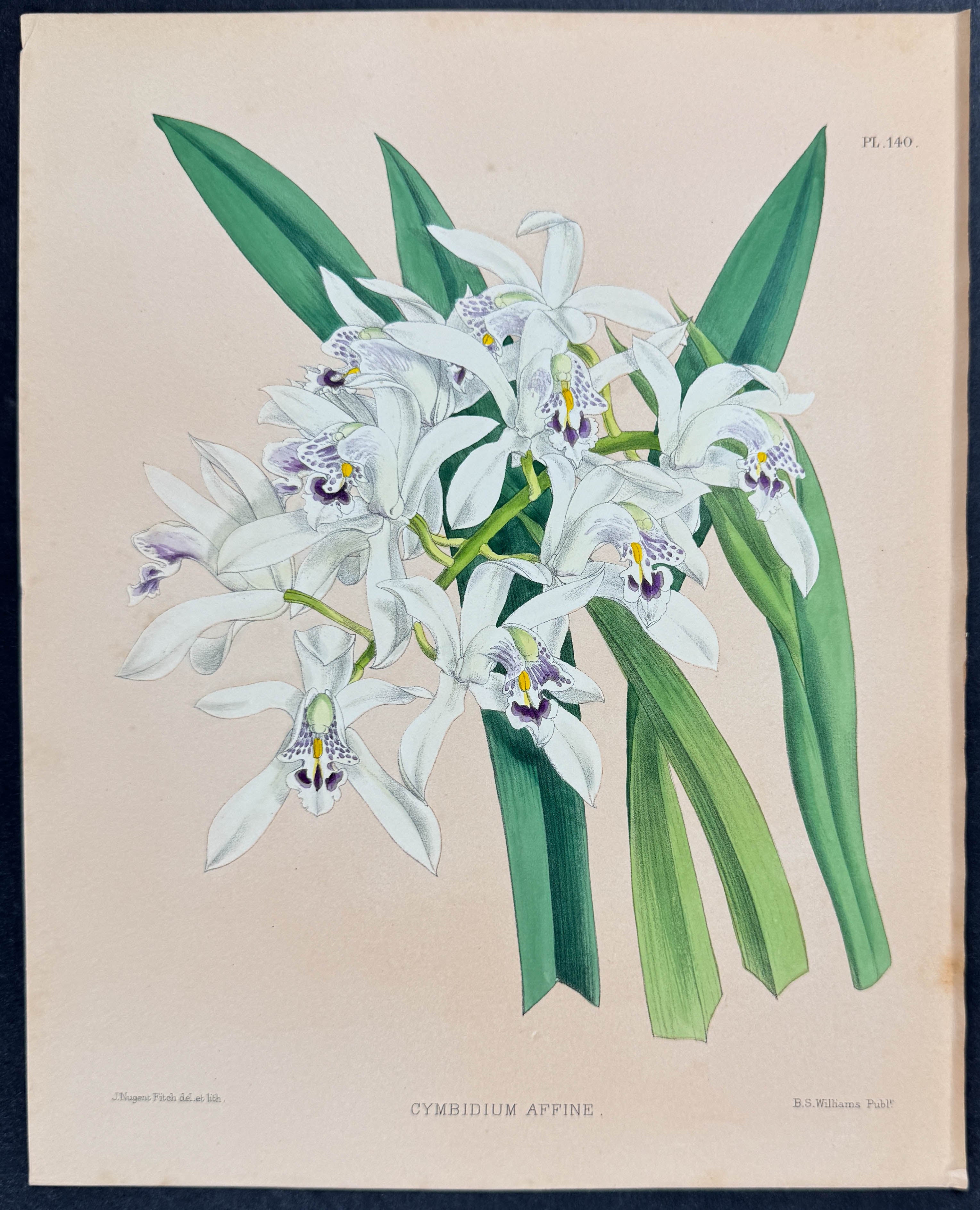 Orchid - Cymbidium Affine