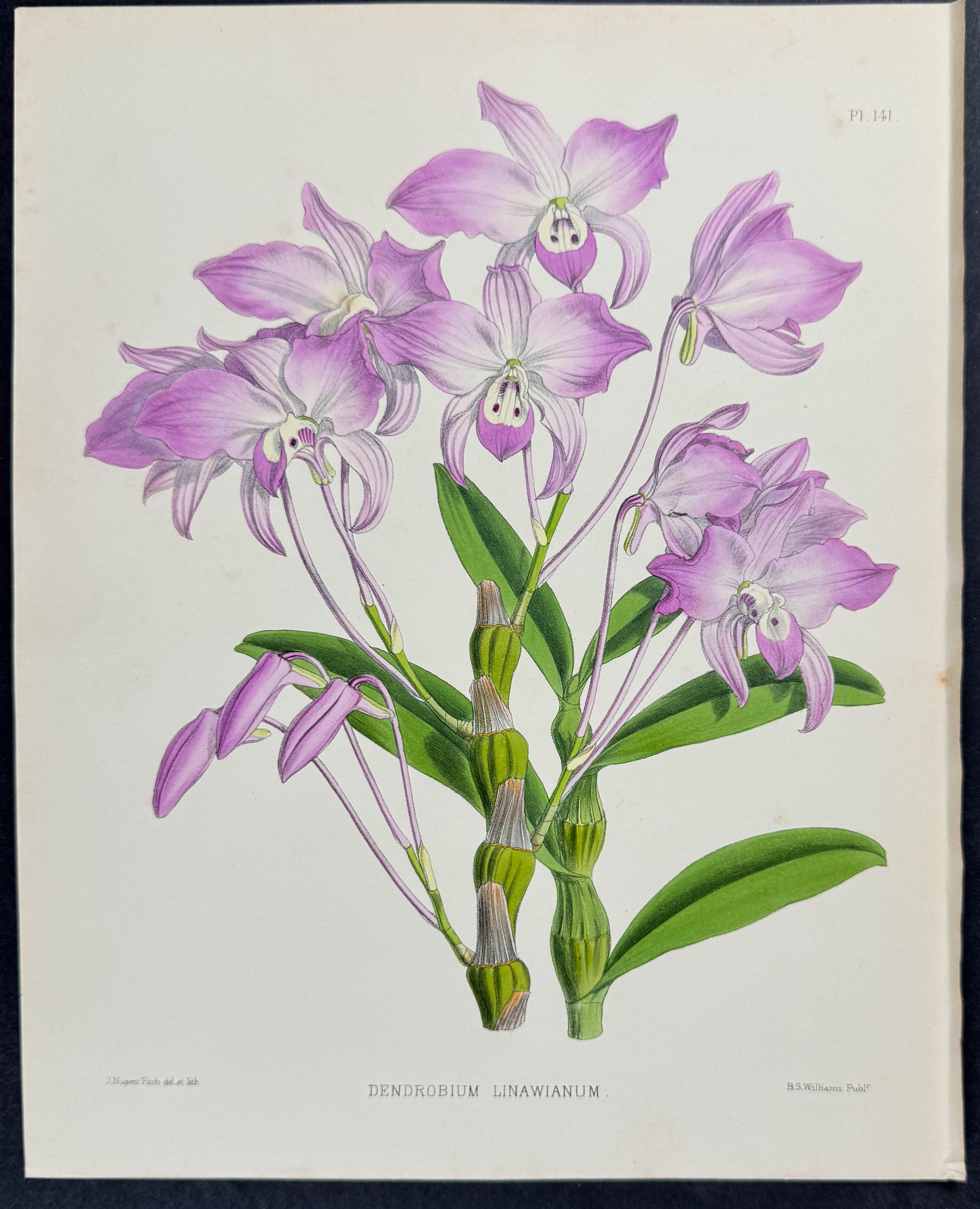 Orchid - Dendrobium Linawianum