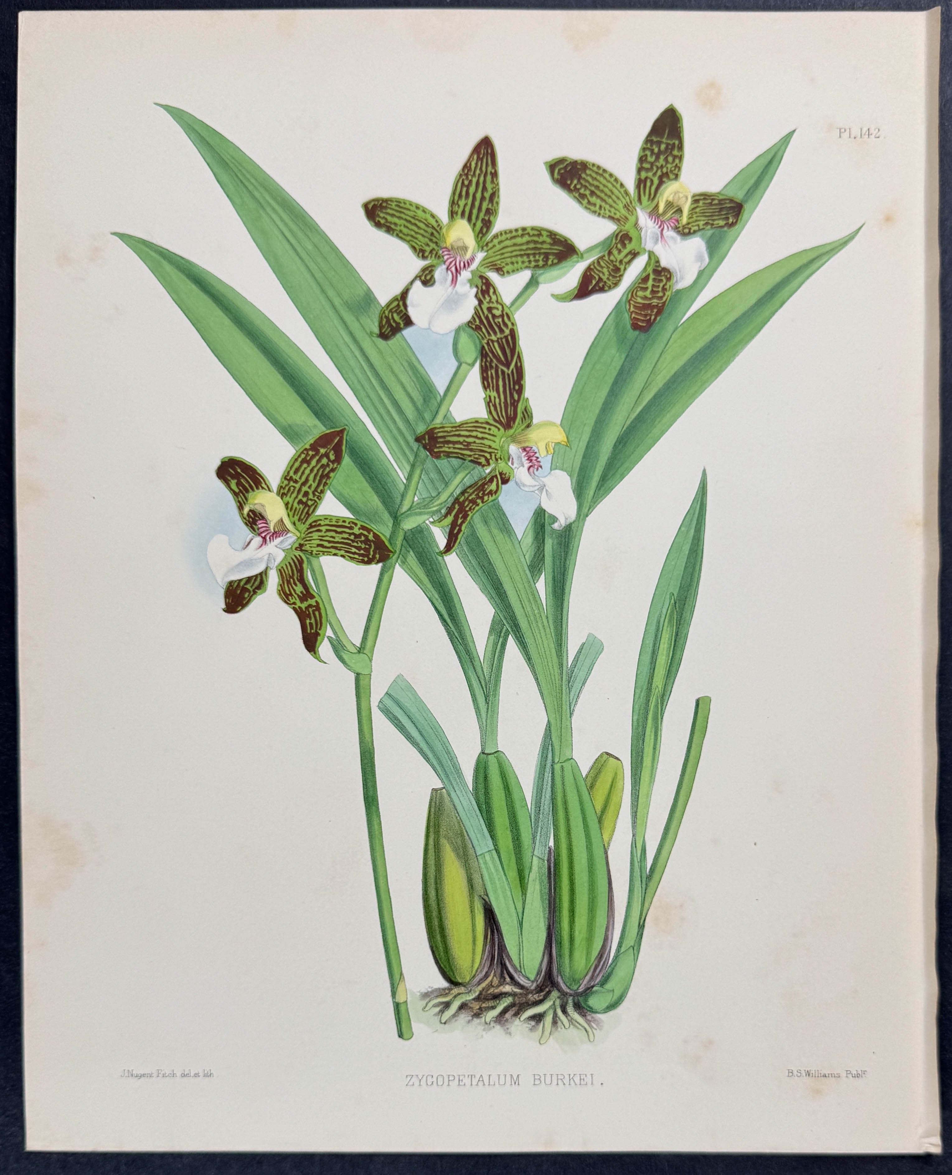 Orchid - Zygopetalum Burkei