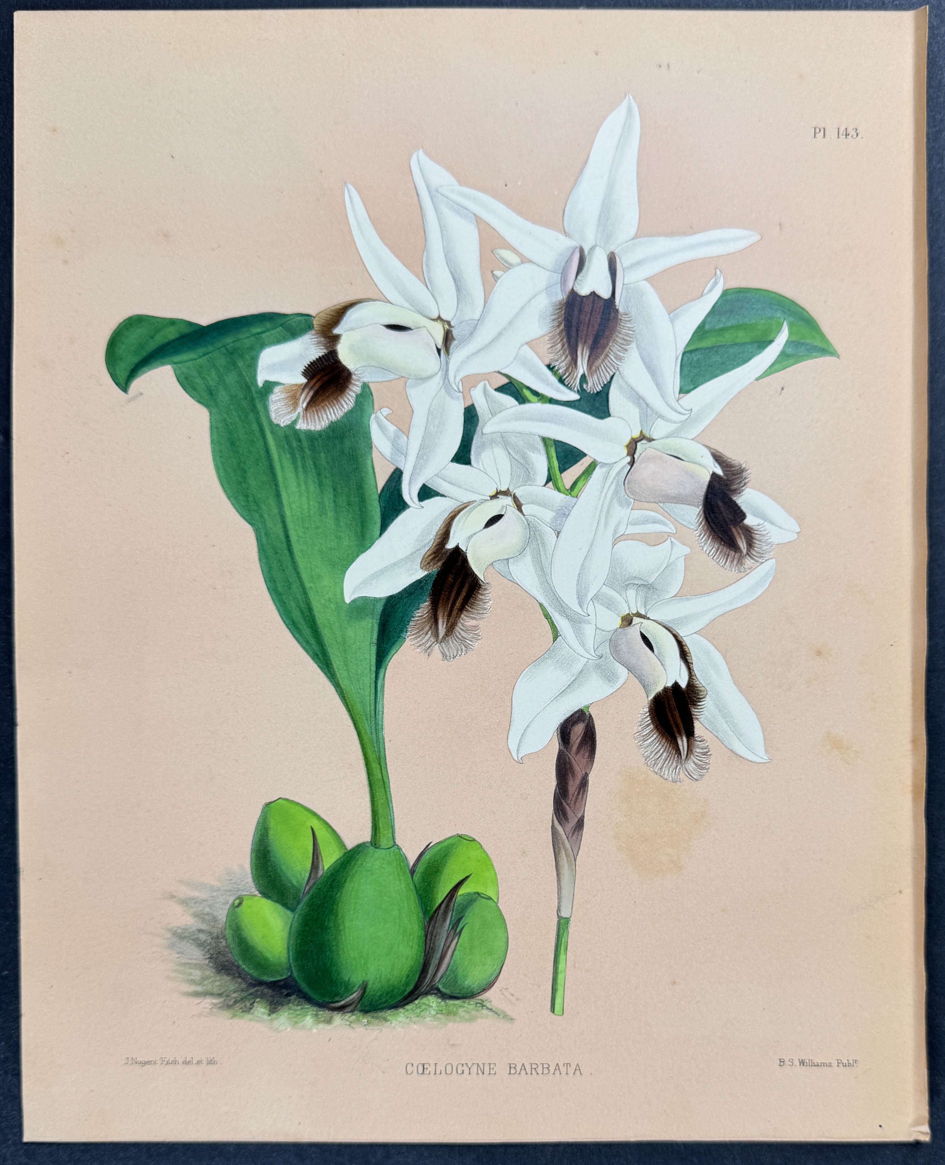 Orchid - Coelogyne Barbata
