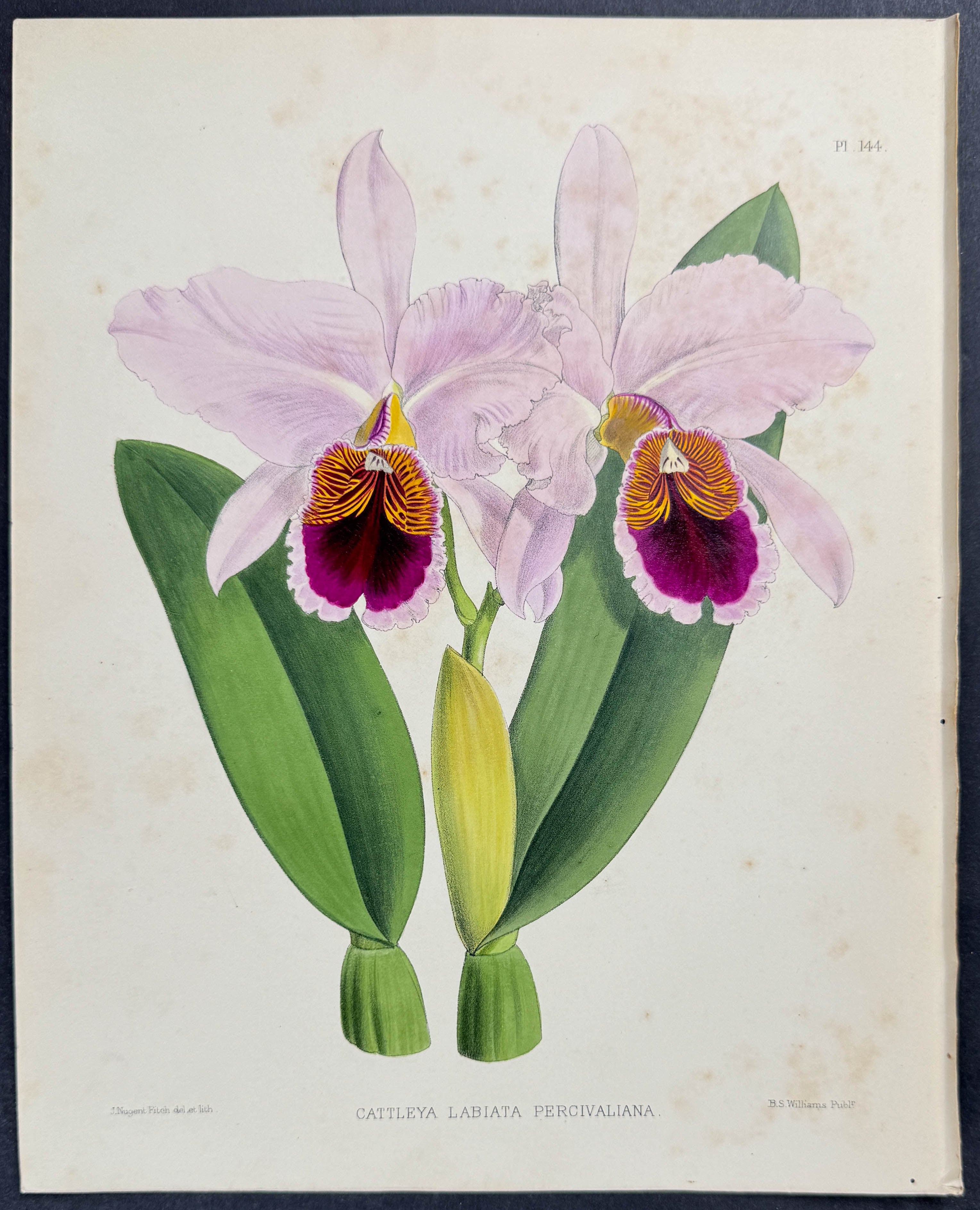 Orchid - Cattleya Labiata Percivaliana