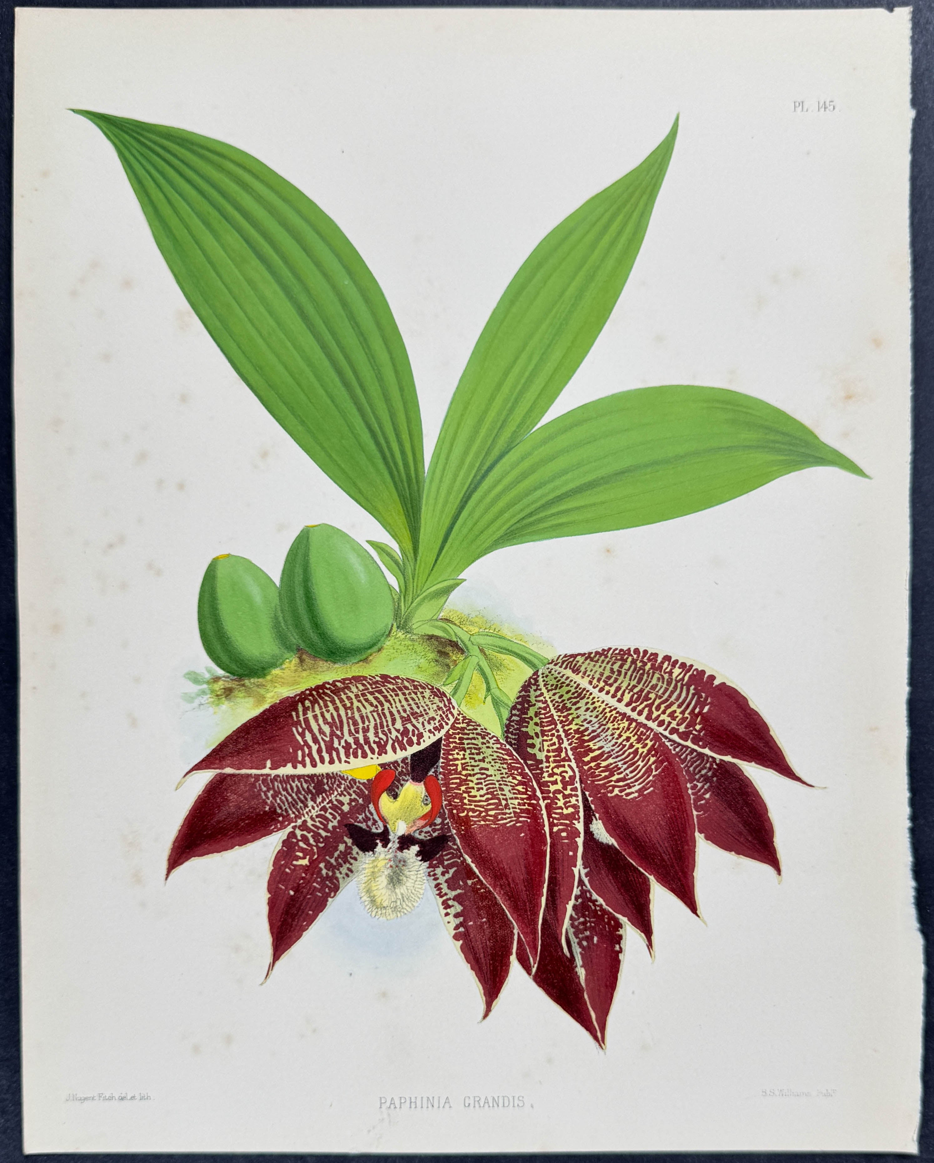 Orchid - Paphinia Grandis