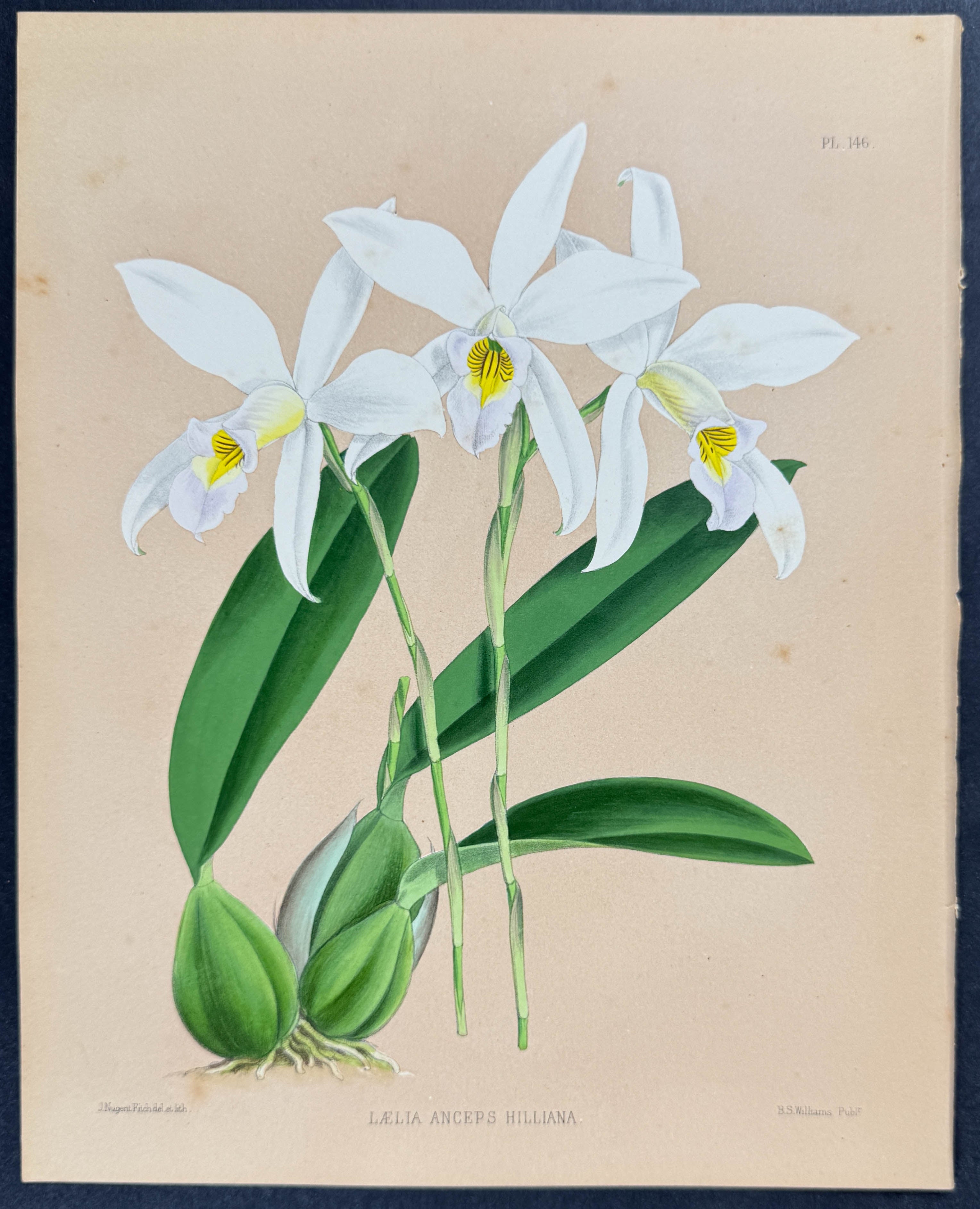 Orchid - Laelia Anceps Hilliana