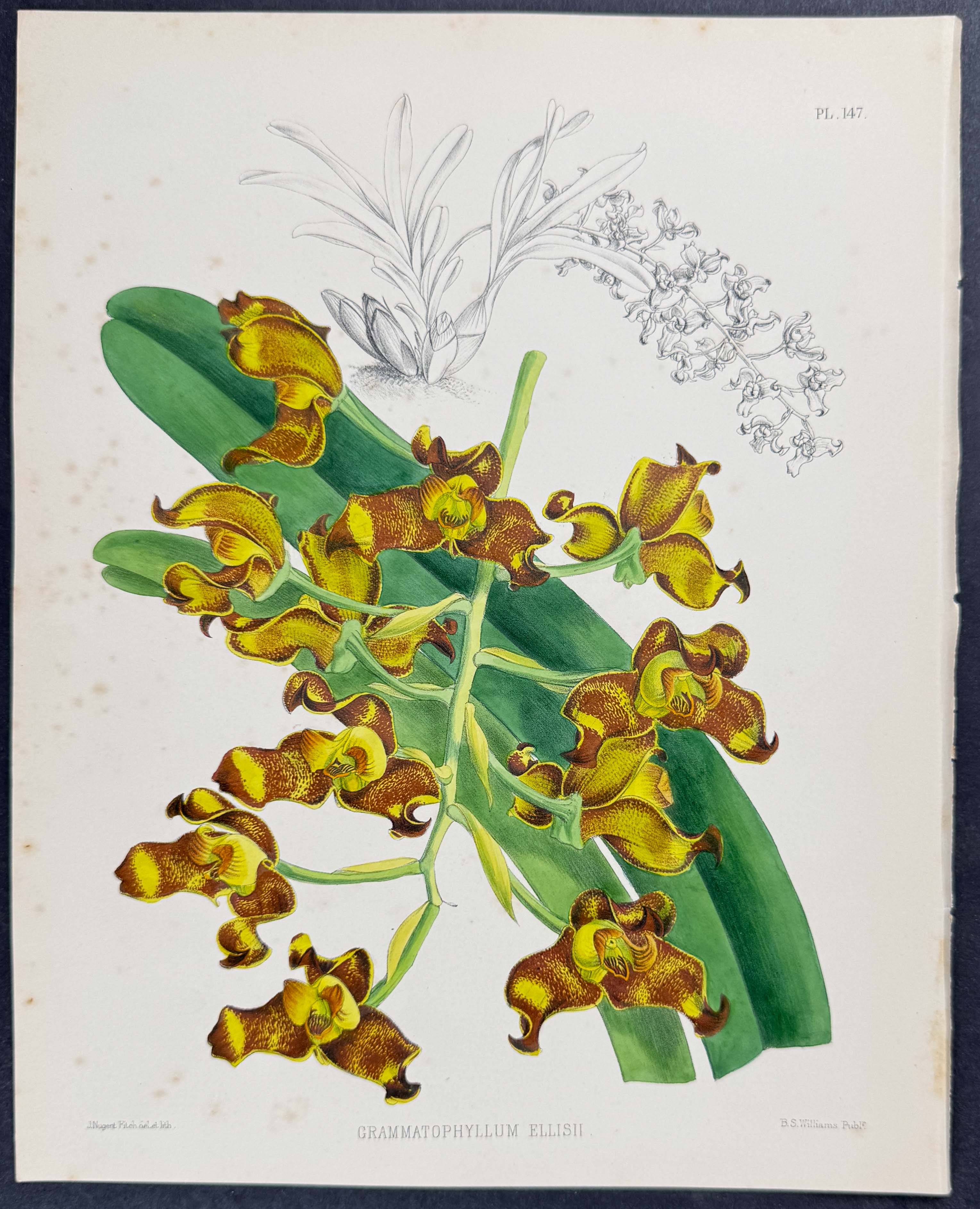 Orchid - Grammatophyllum Ellisii