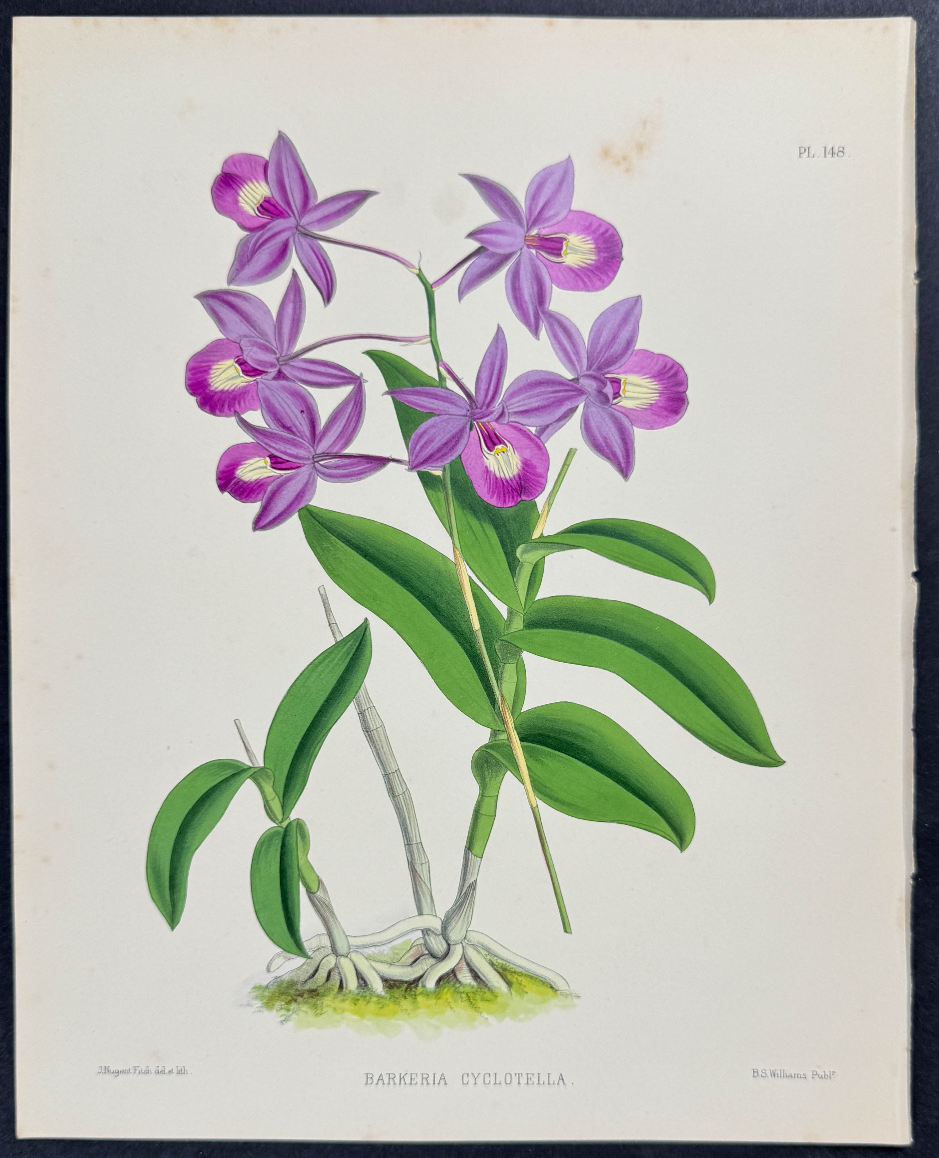 Orchid - Barkeria Cyclotella