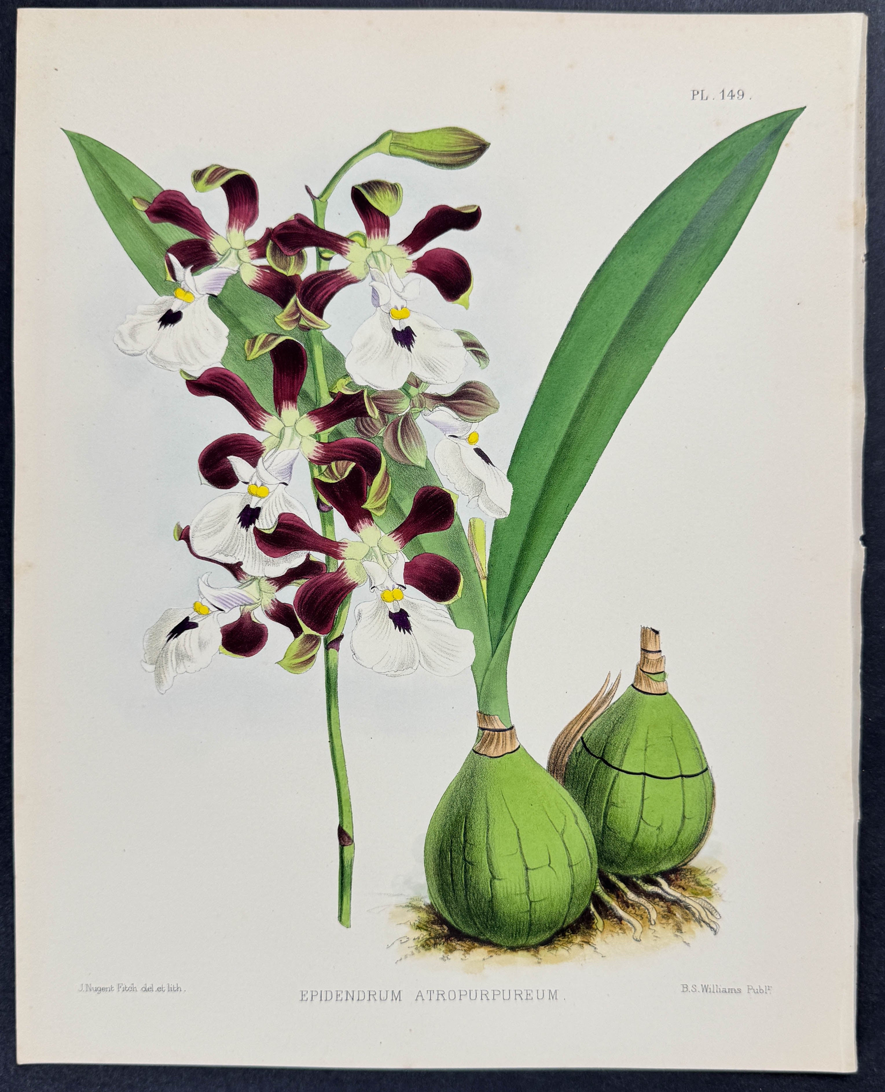 Orchid - Epidendrum Atro-purpureum