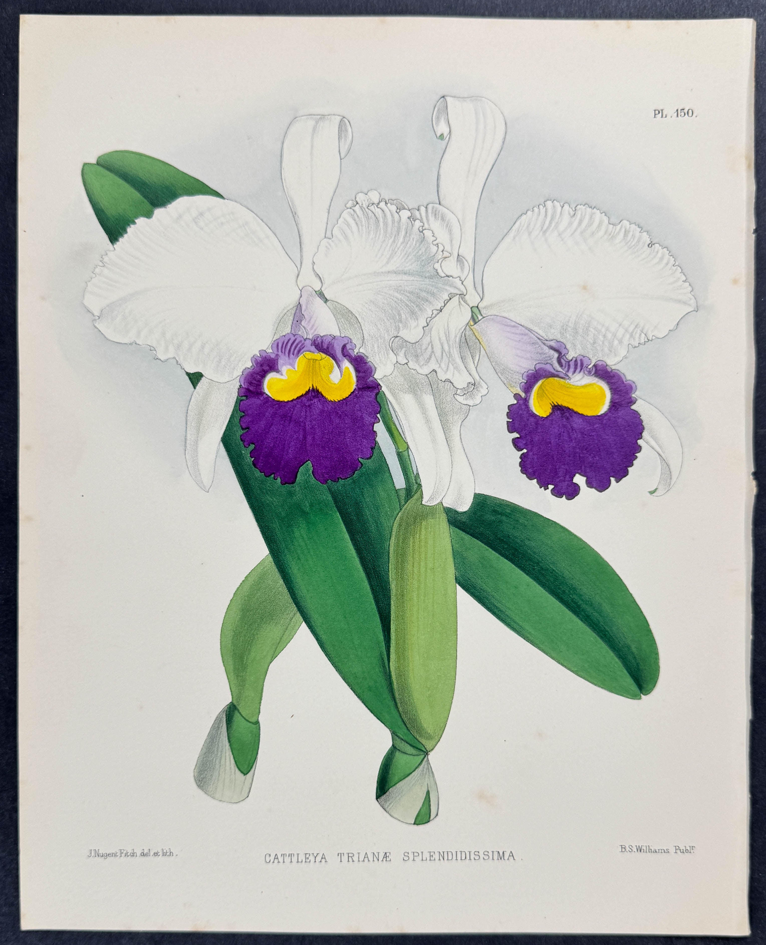 Orchid - Cattleya Trianae Splendidissima