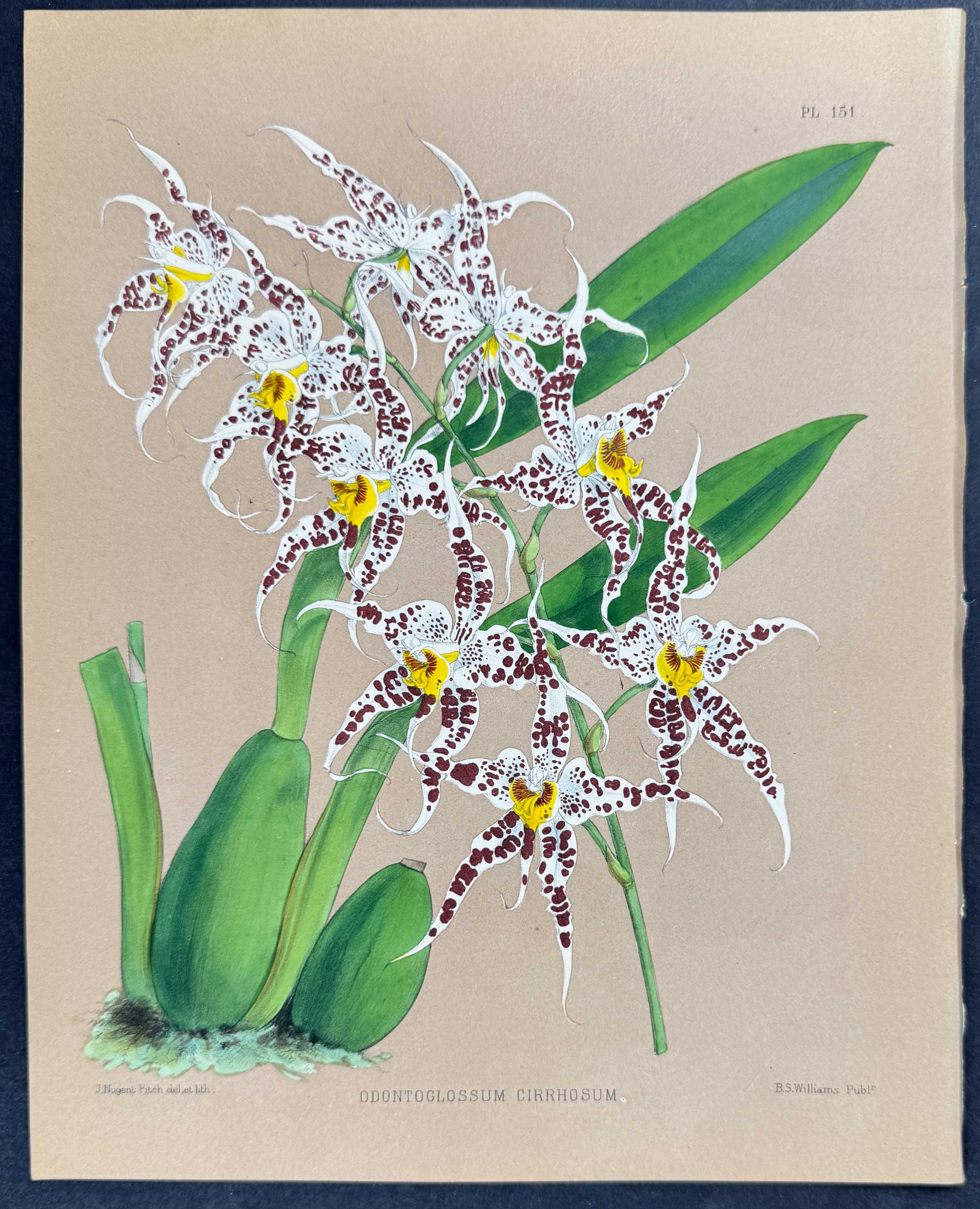 Orchid - Odontoglossum Cirrhosum