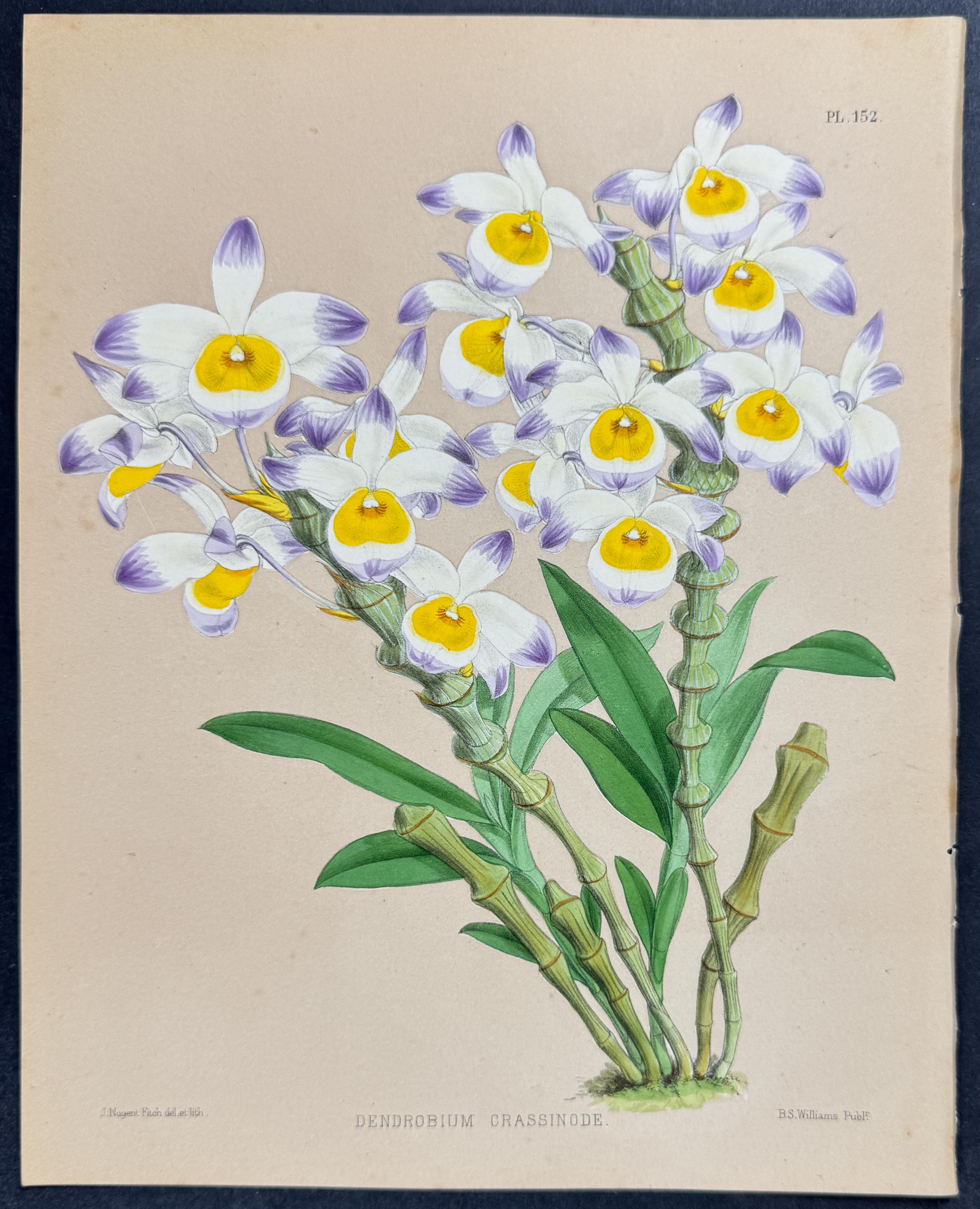 Orchid - Dendrobium Crassinode