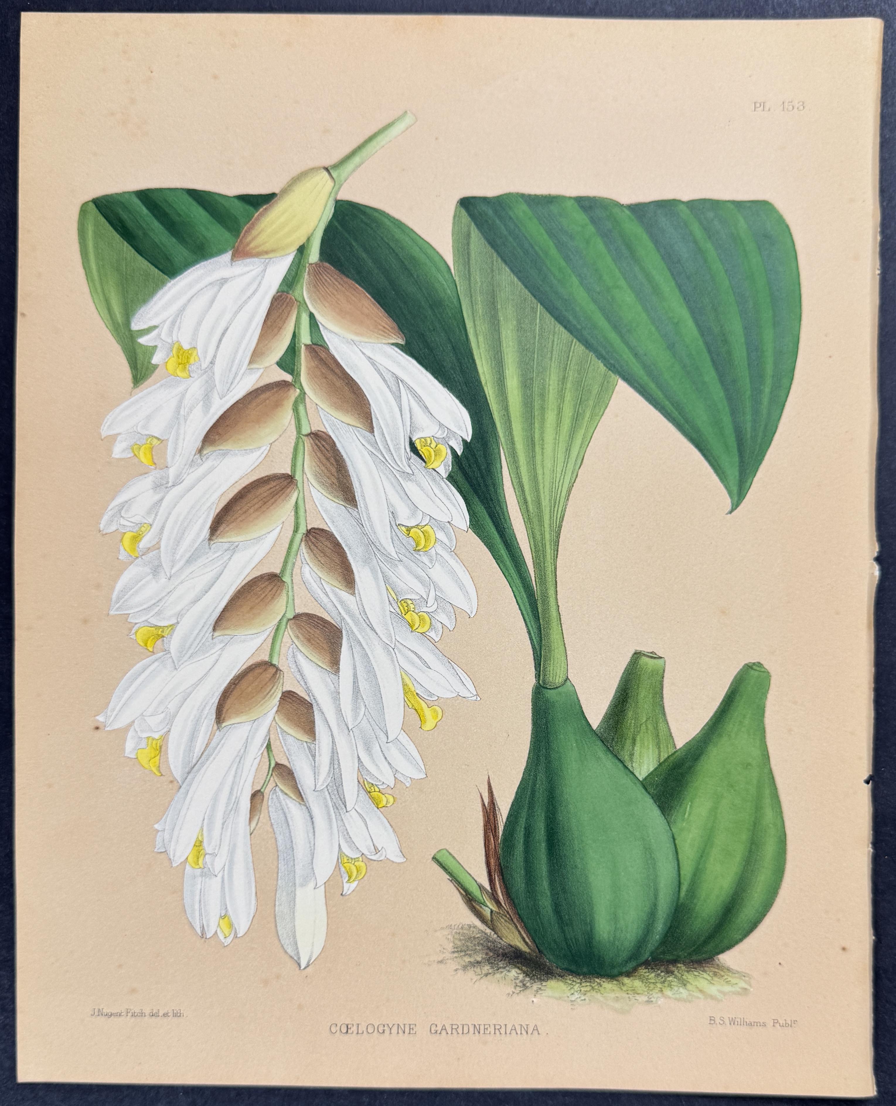 Orchid - Coelogyne Gardneriana
