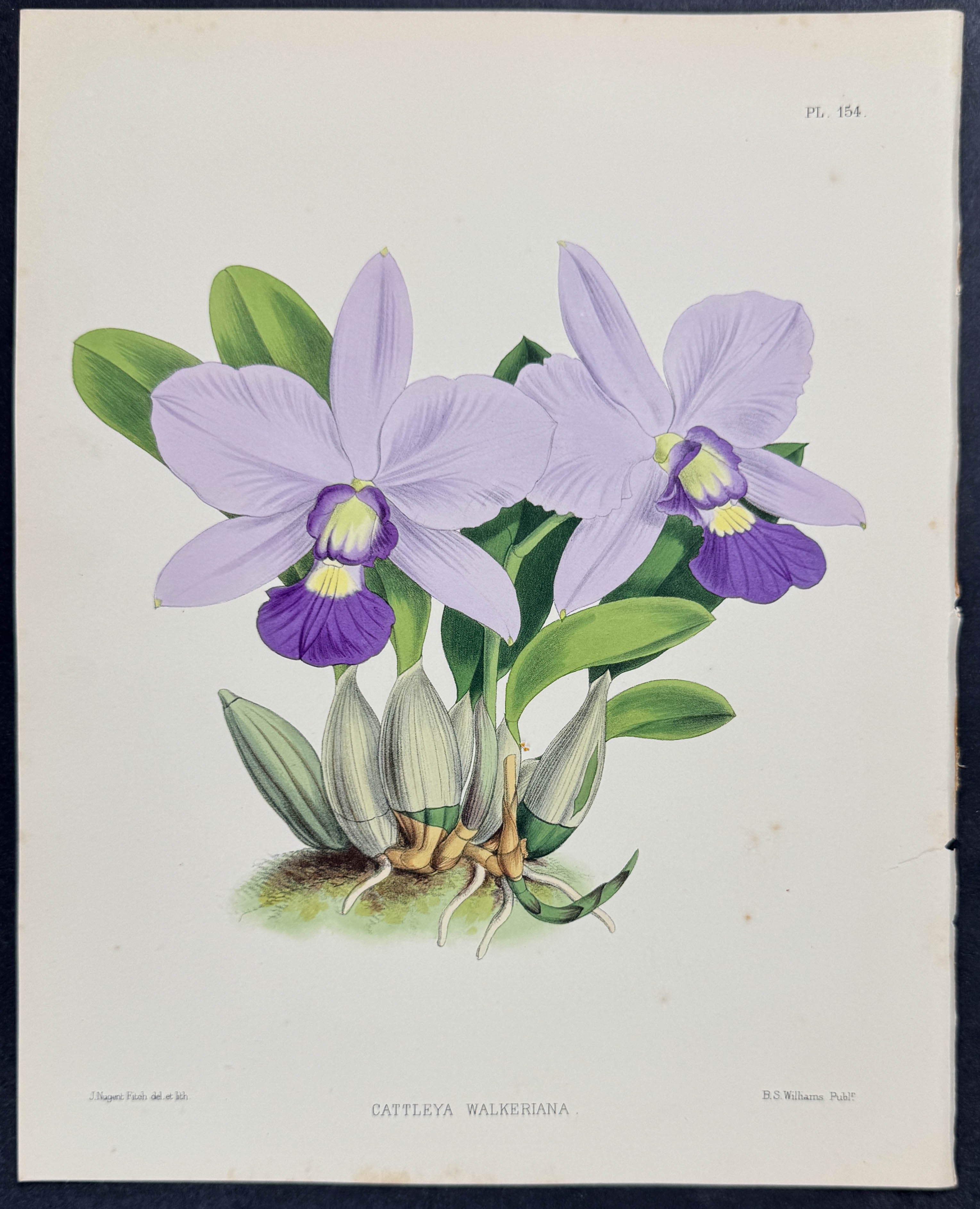 Orchid - Cattleya Walkeriana