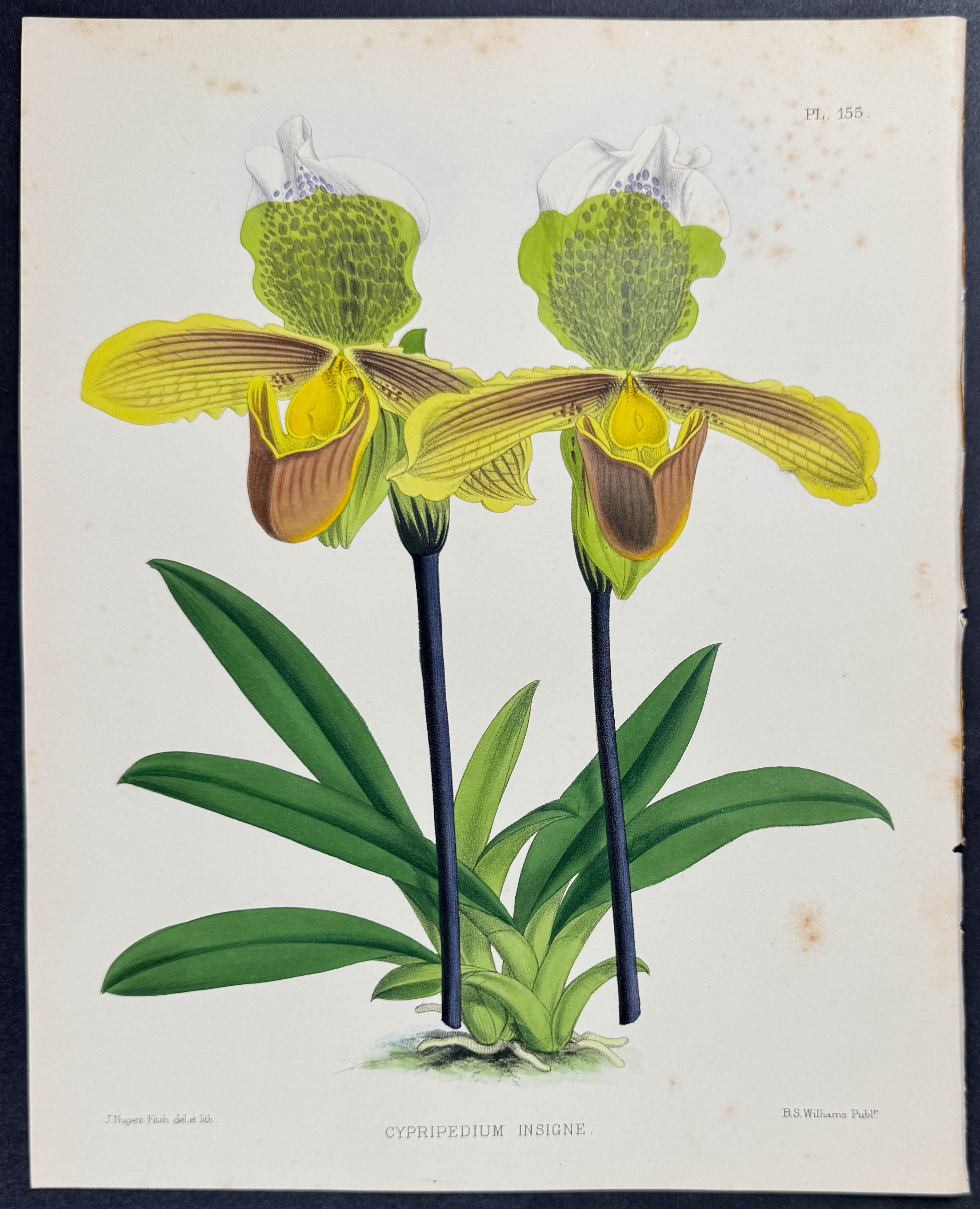Orchid - Cypripedium Insigne