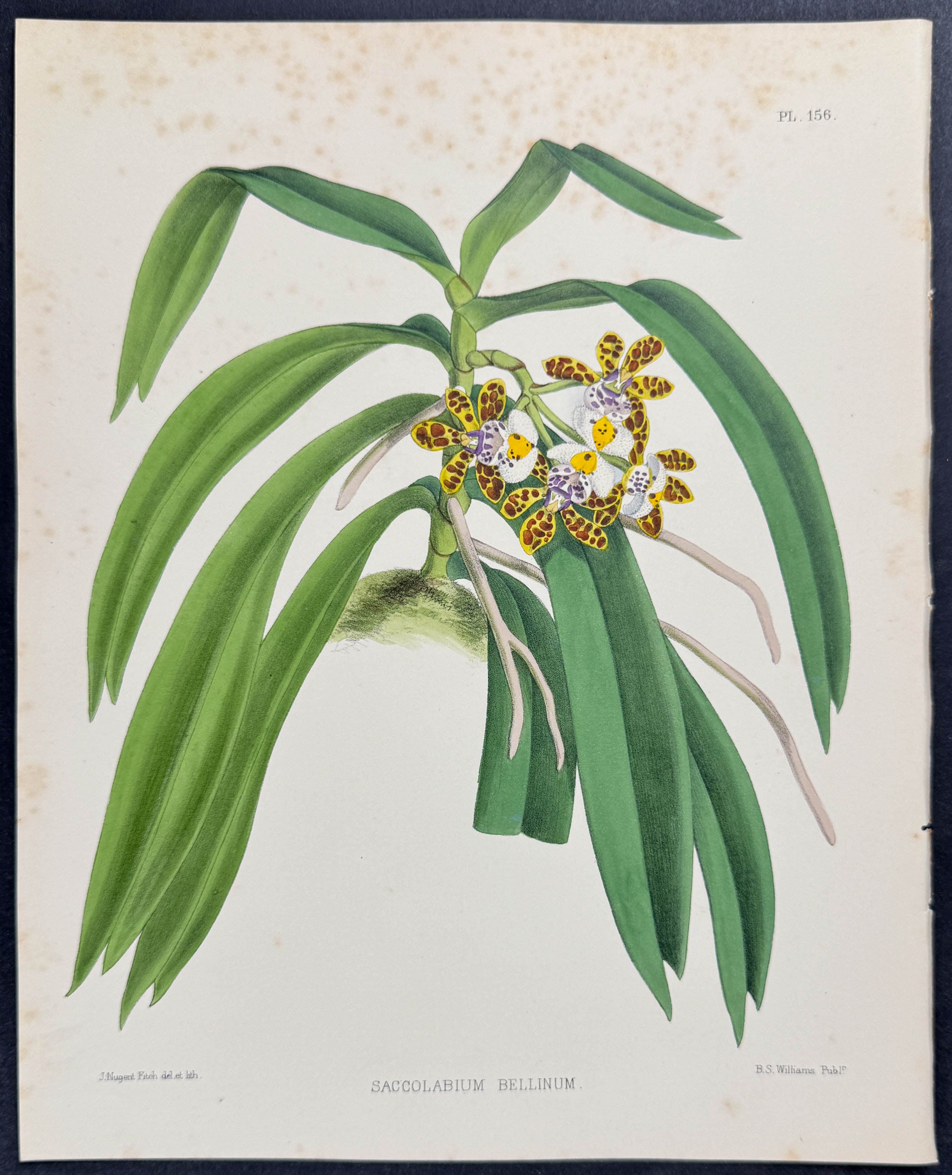 Orchid - Saccolabium Bellinum