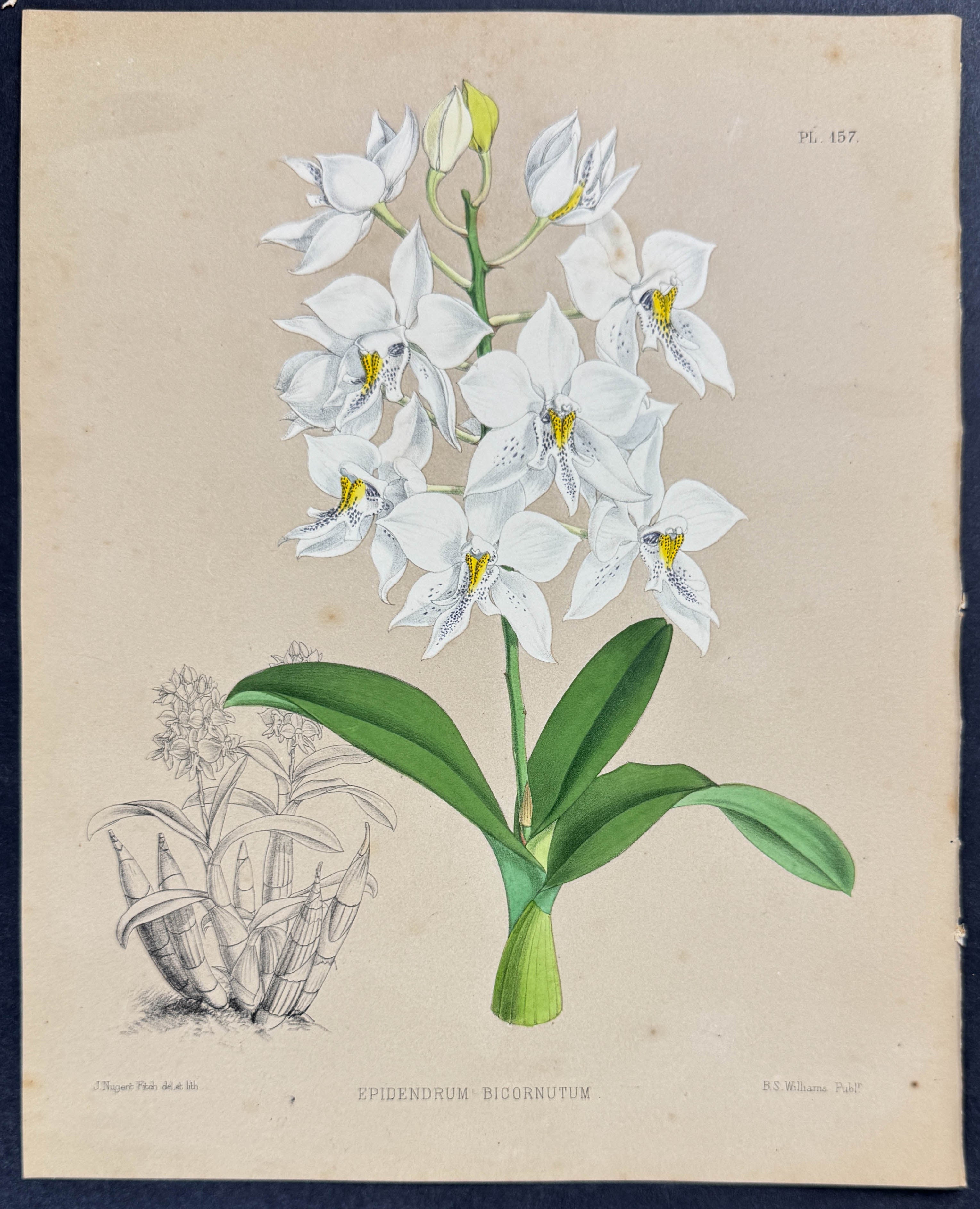Orchid - Epidendrum Bicornutum