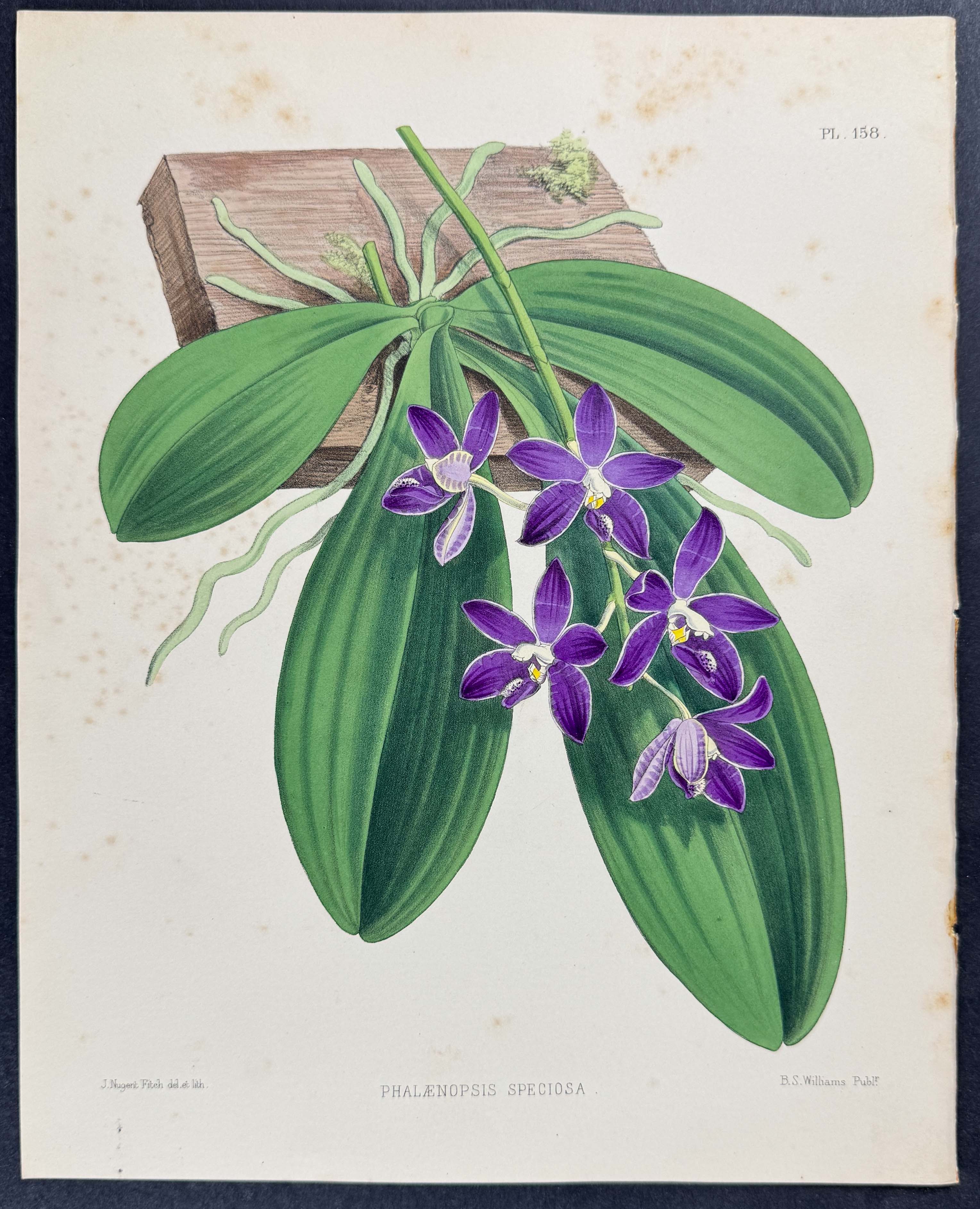 Orchid - Phalaenopsis Speciosa