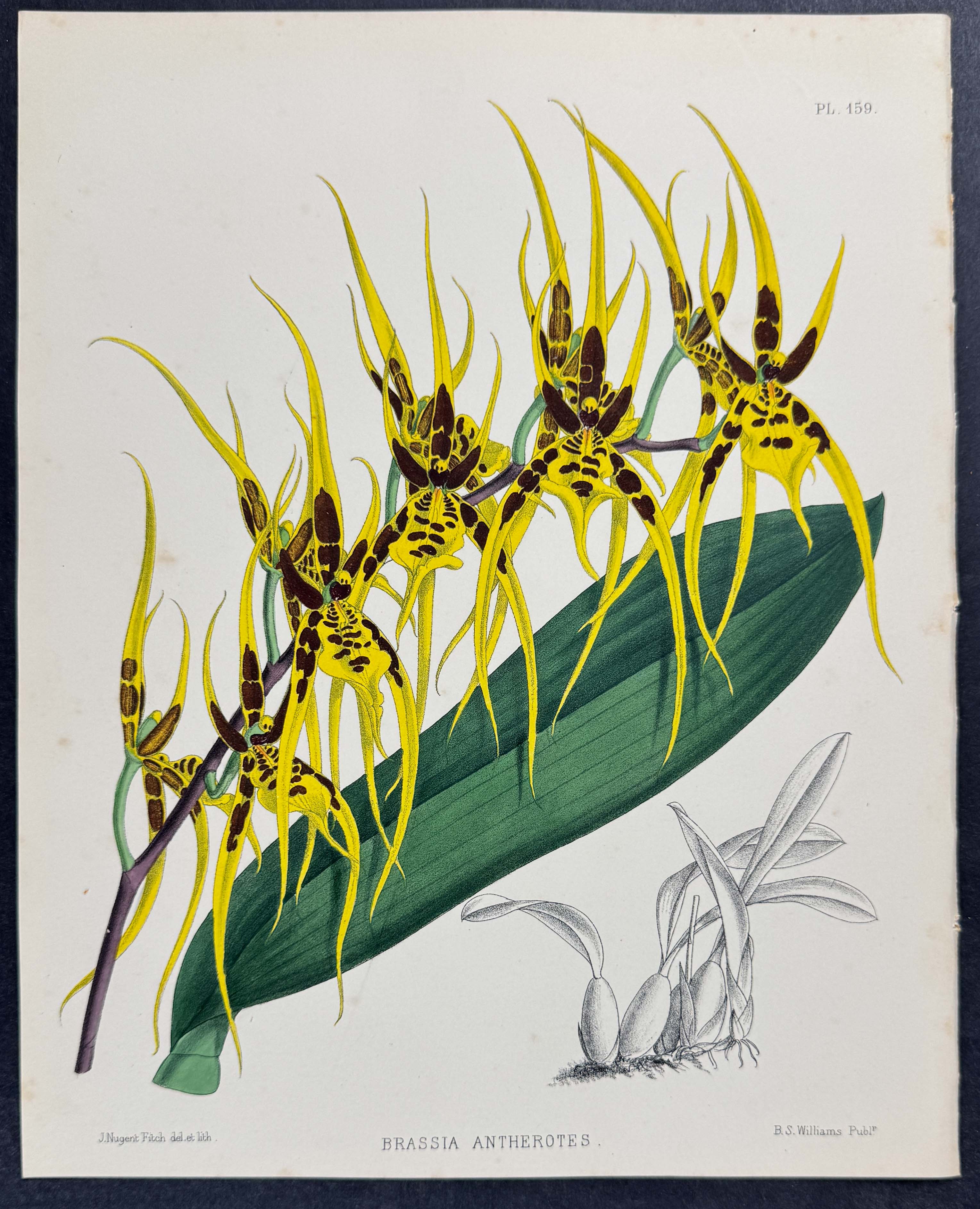 Orchid - Brassia Antherotes