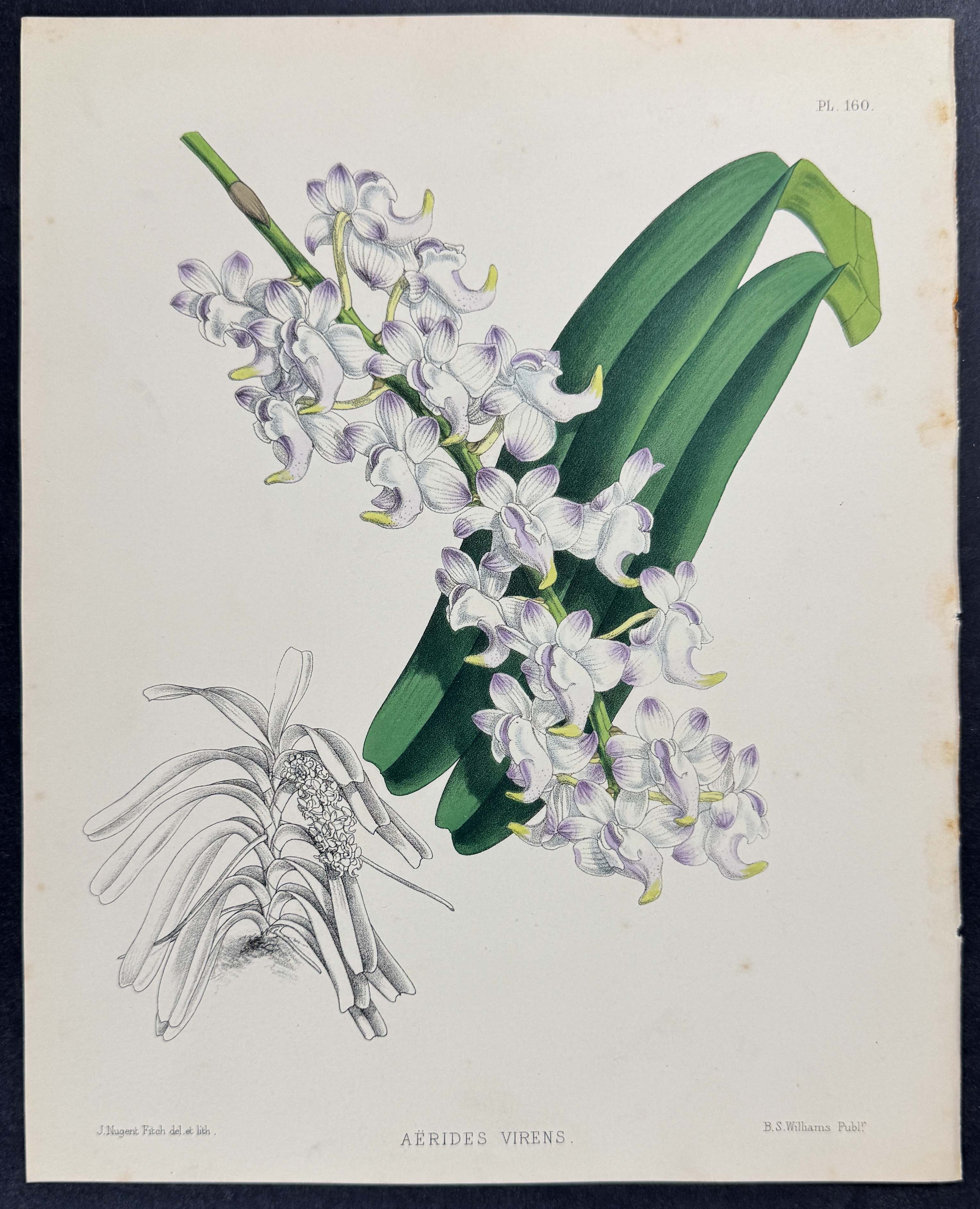 Orchid - Aerides Virens
