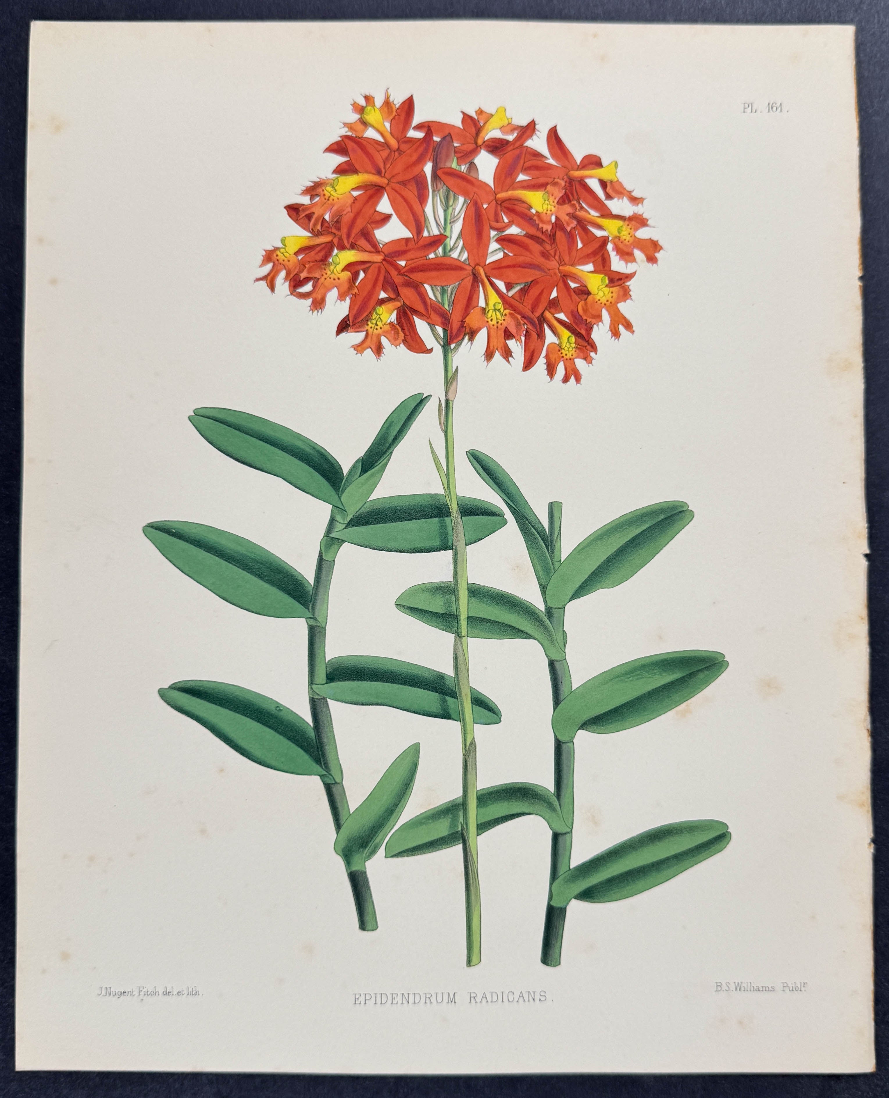 Orchid - Epidendrum Radicans