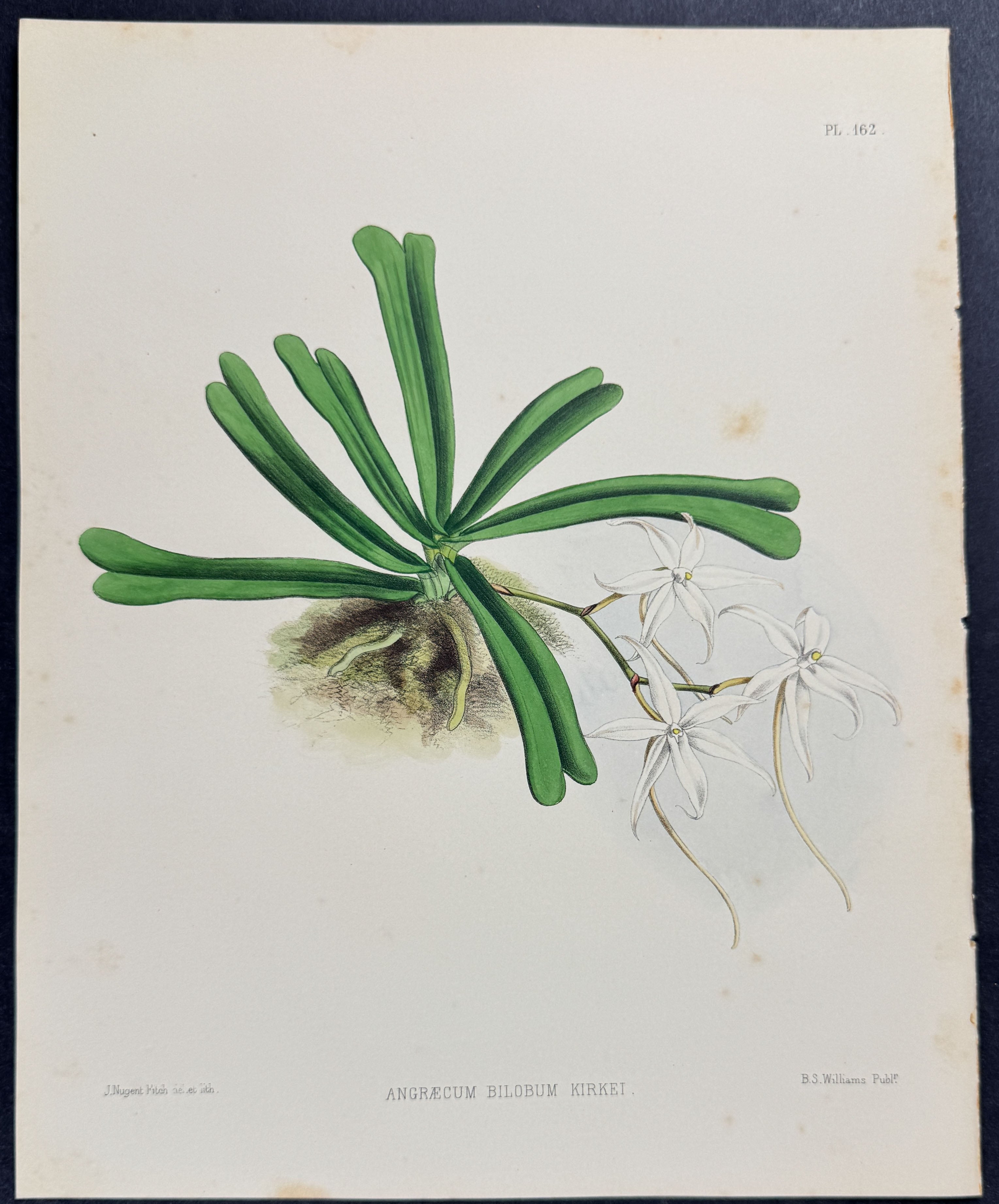 Orchid - Angraecum Bilobum Kirkii