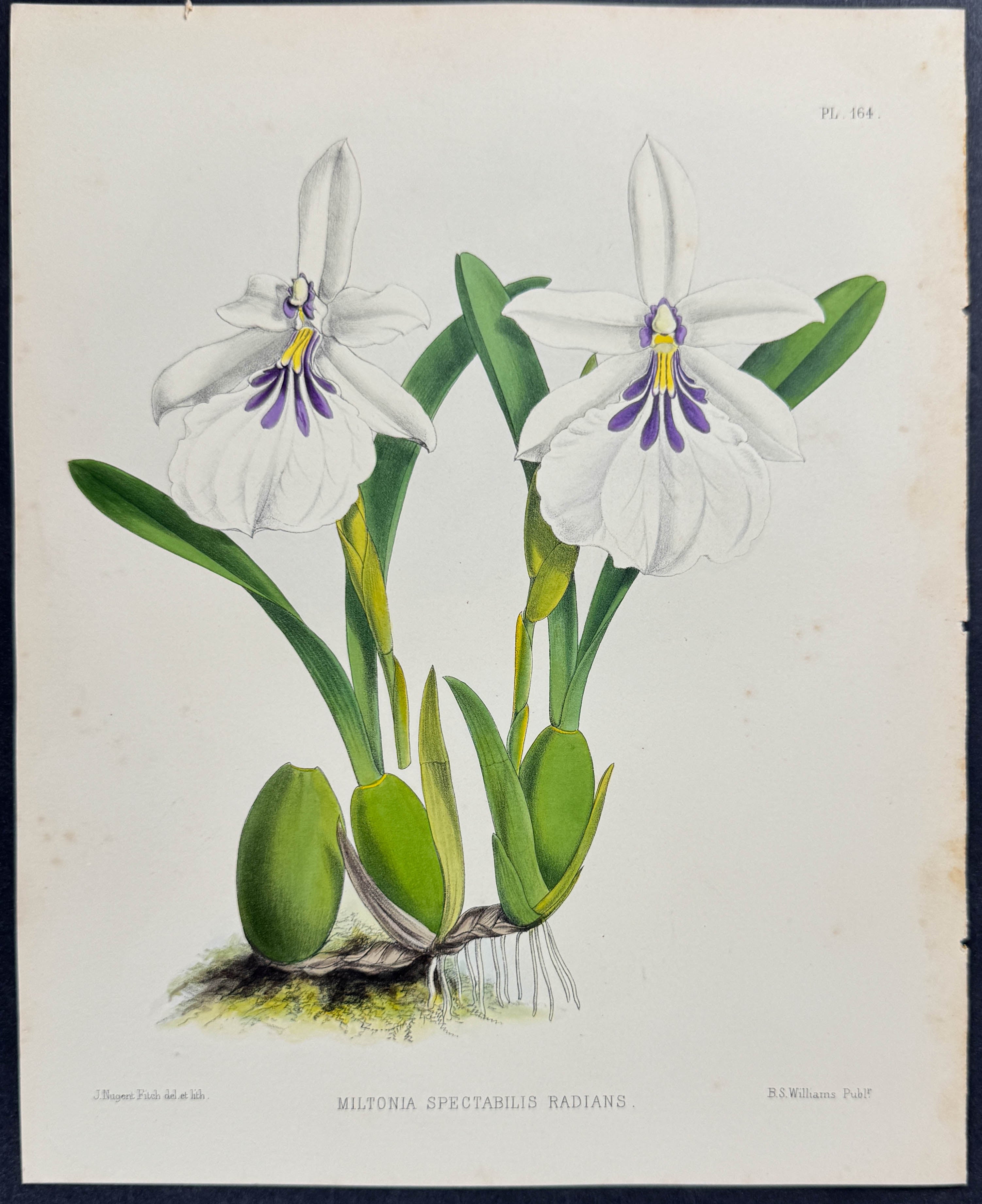 Orchid - Miltonia Spectabilis Radians