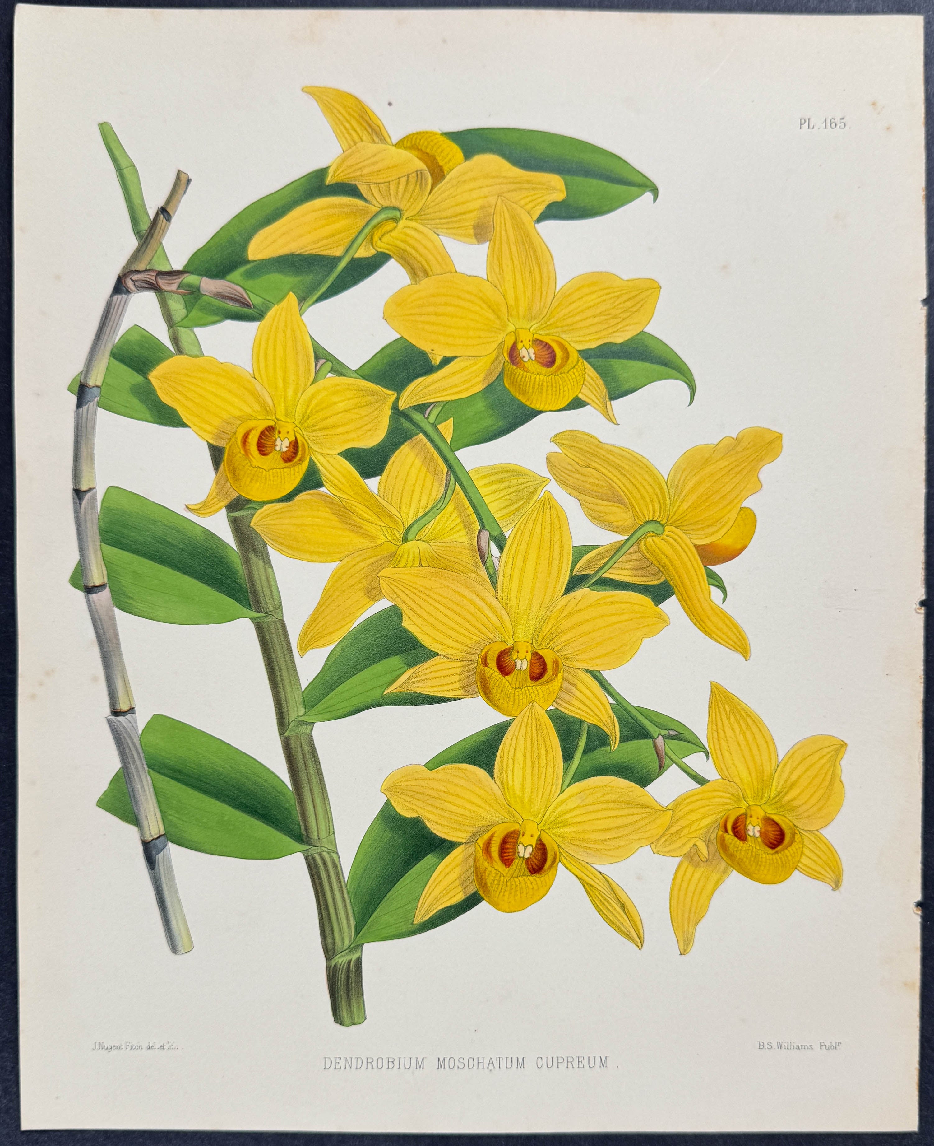 Orchid - Dendrobium Moschatum Cupreum