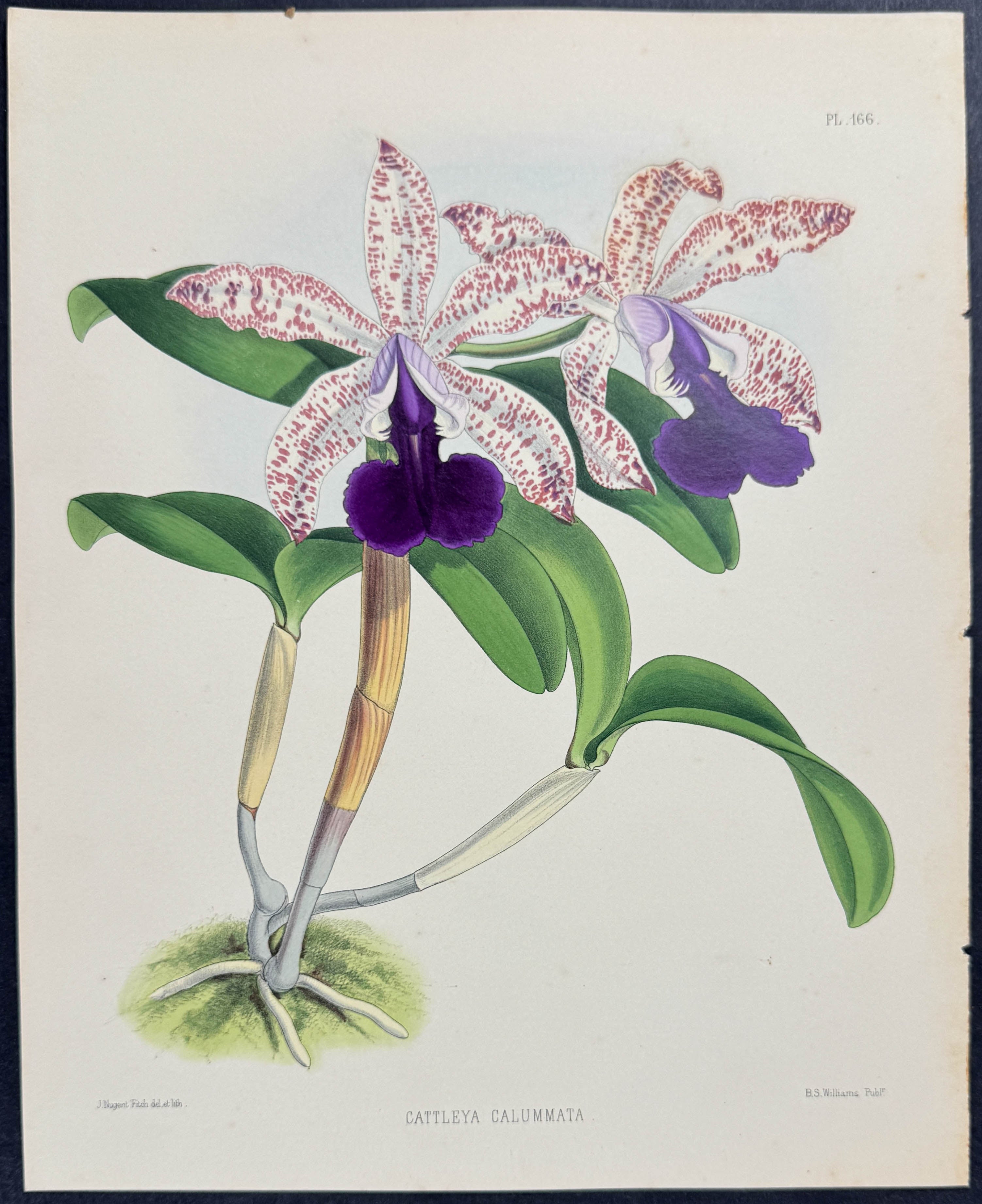 Orchid - Cattleya Calummata