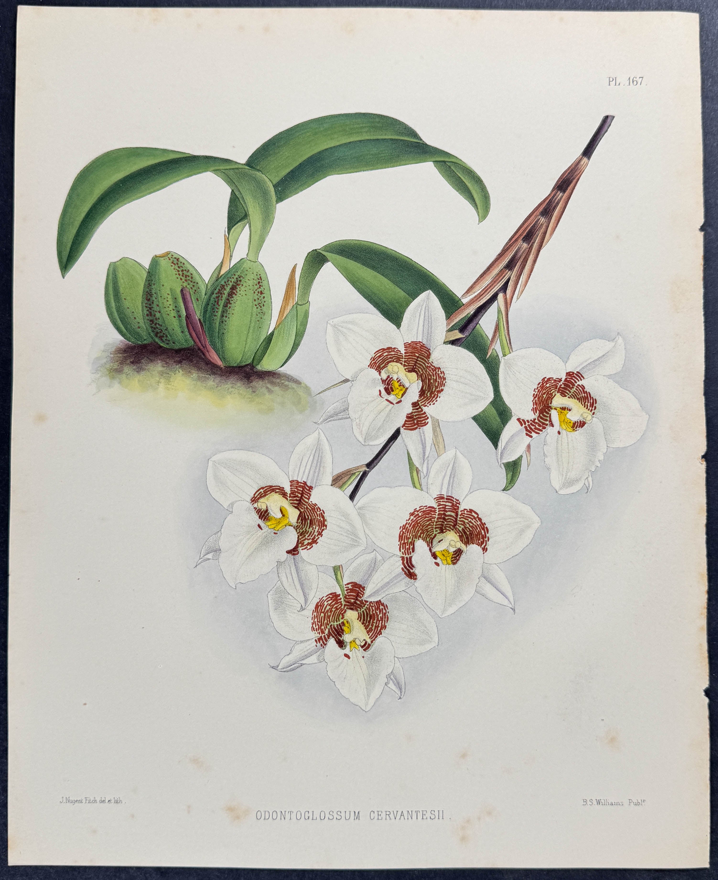 Orchid - Odontoglossum Cervantesii