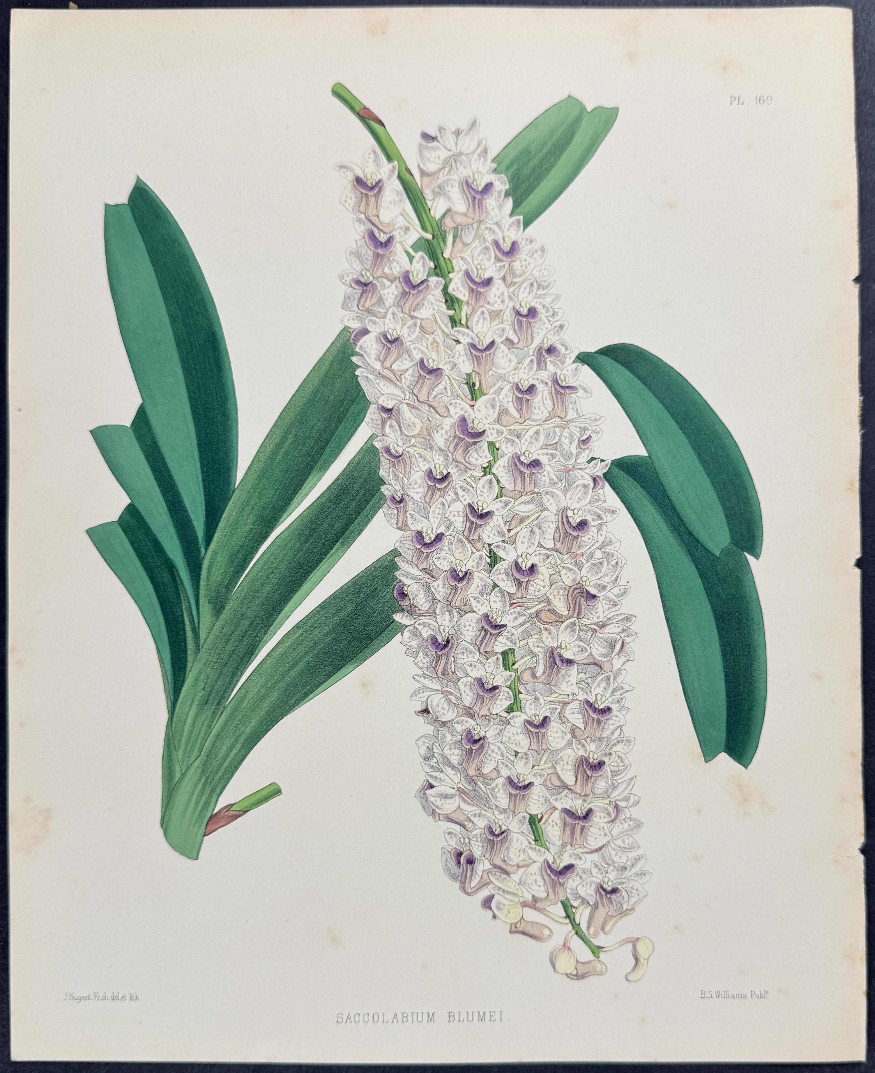 Orchid - Saccolabium Blumei
