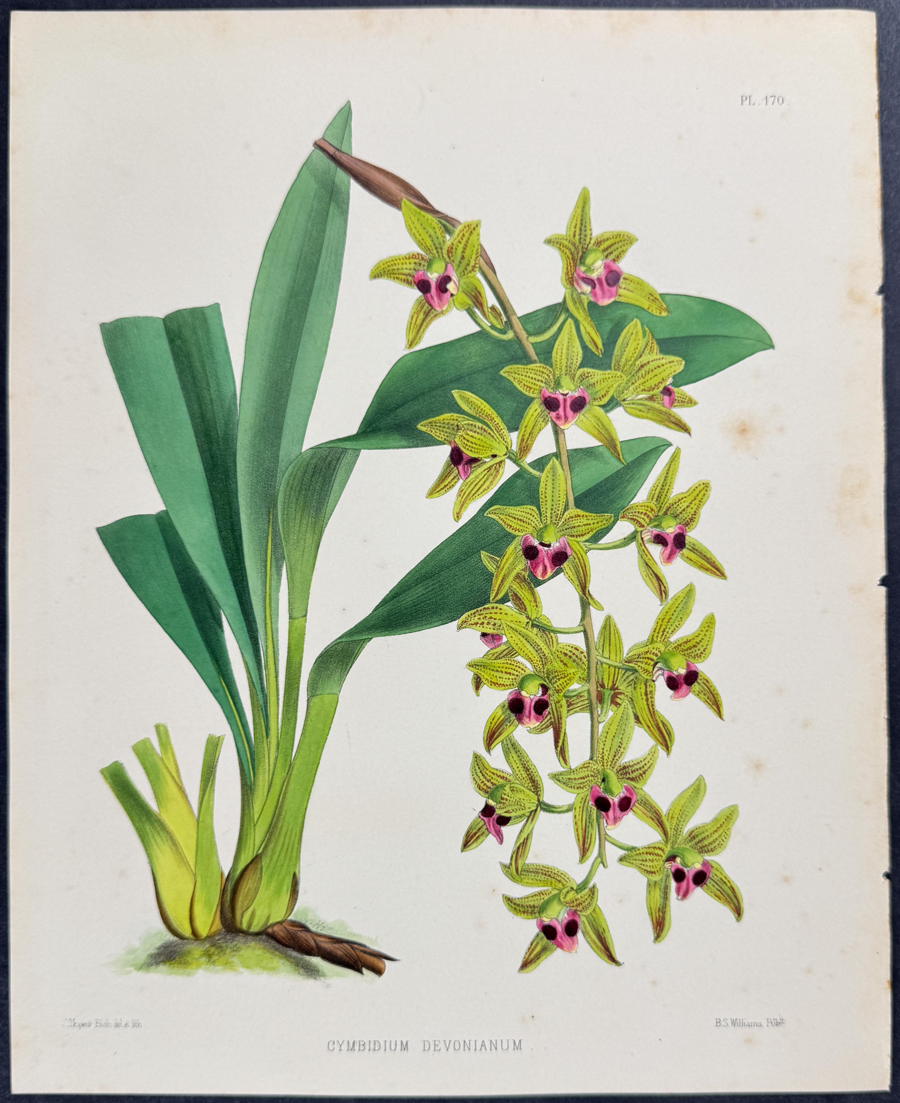 Orchid - Cymbidium Devonianum