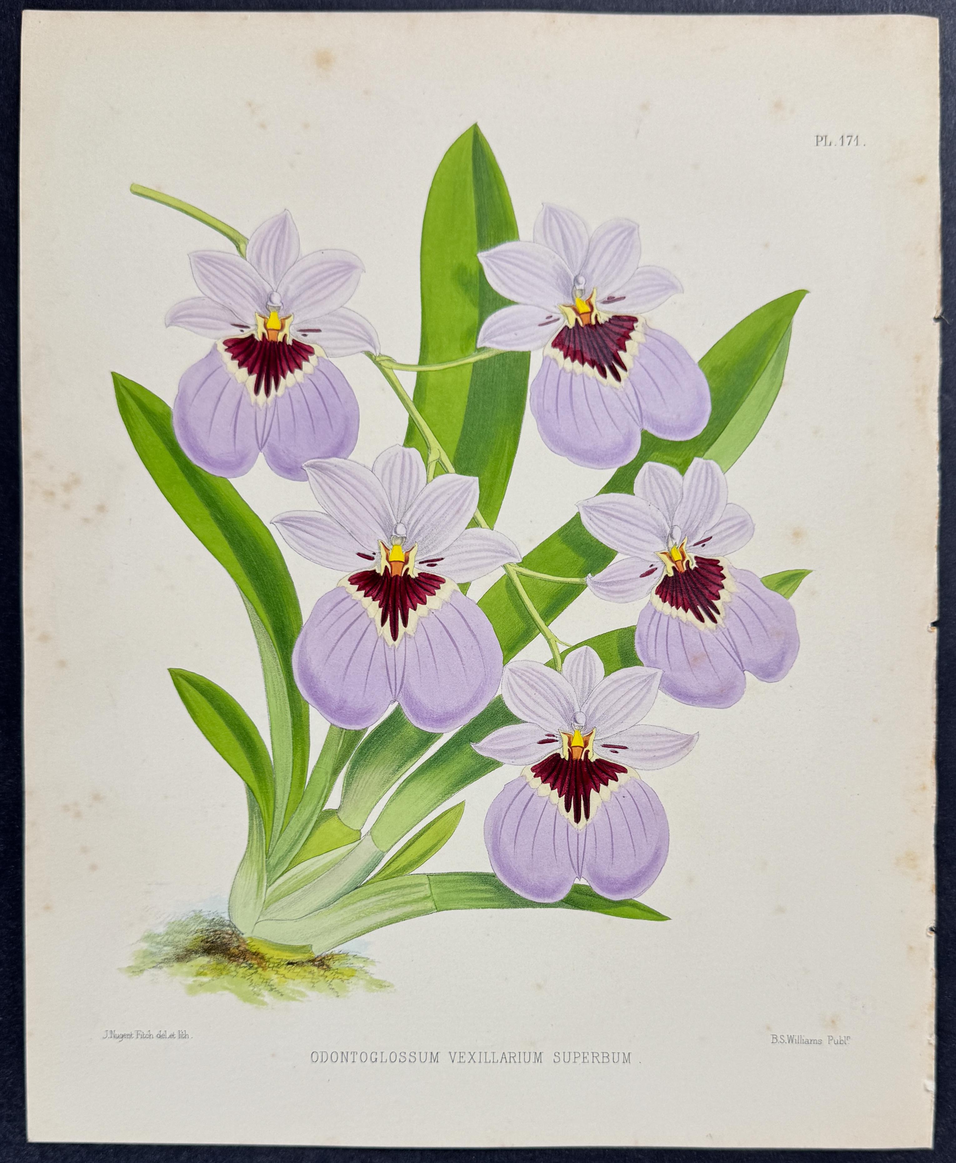 Orchid - Odontoglossum Vexillarium Superbum