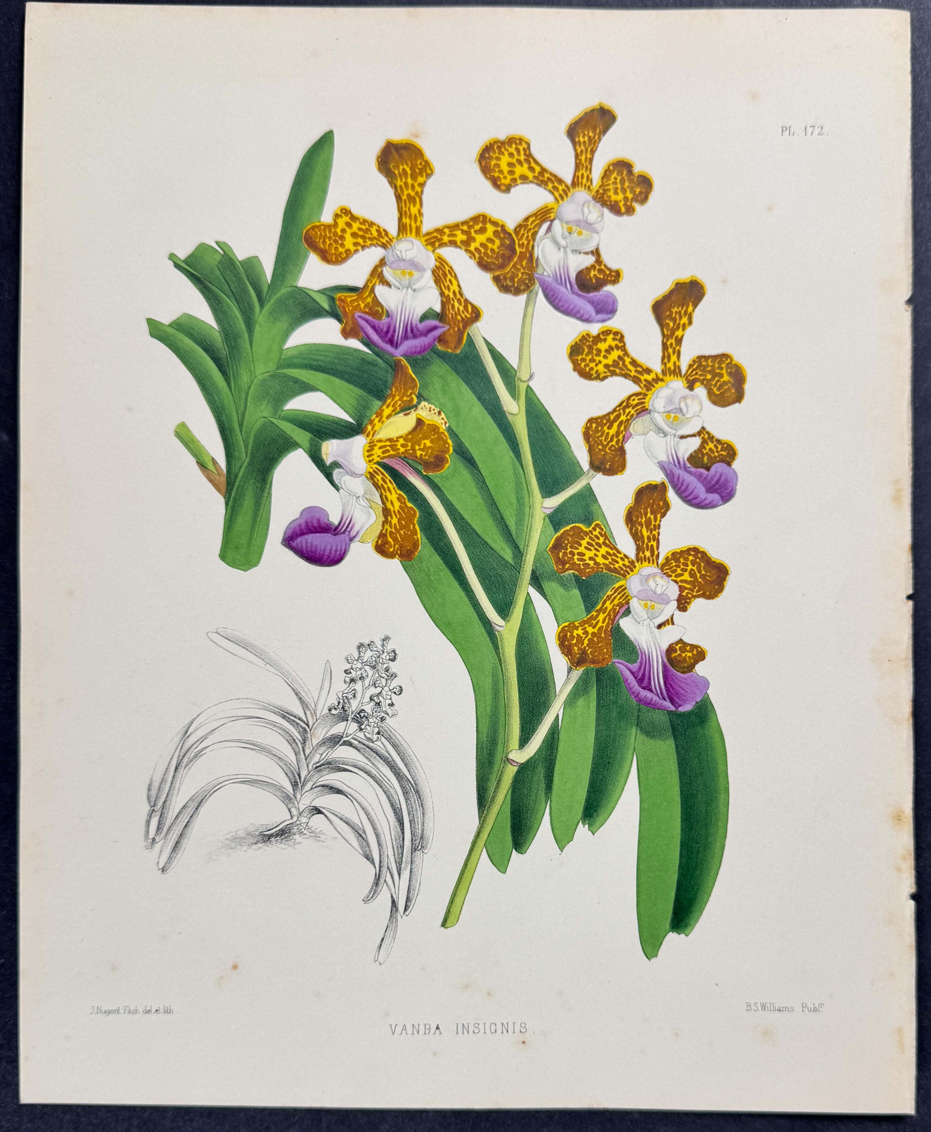 Orchid - Vanda Insignis
