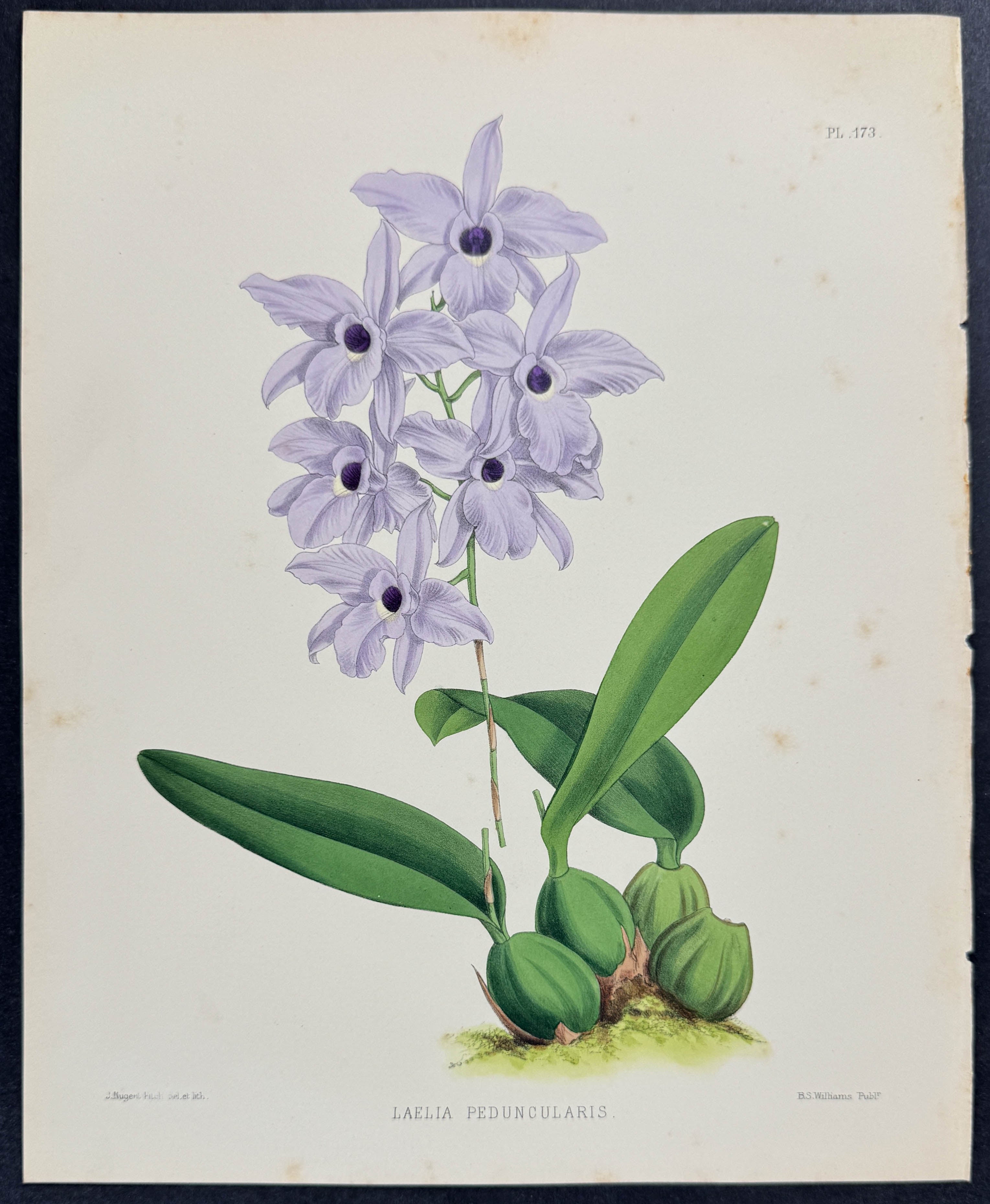 Orchid - Laelia Peduncularis
