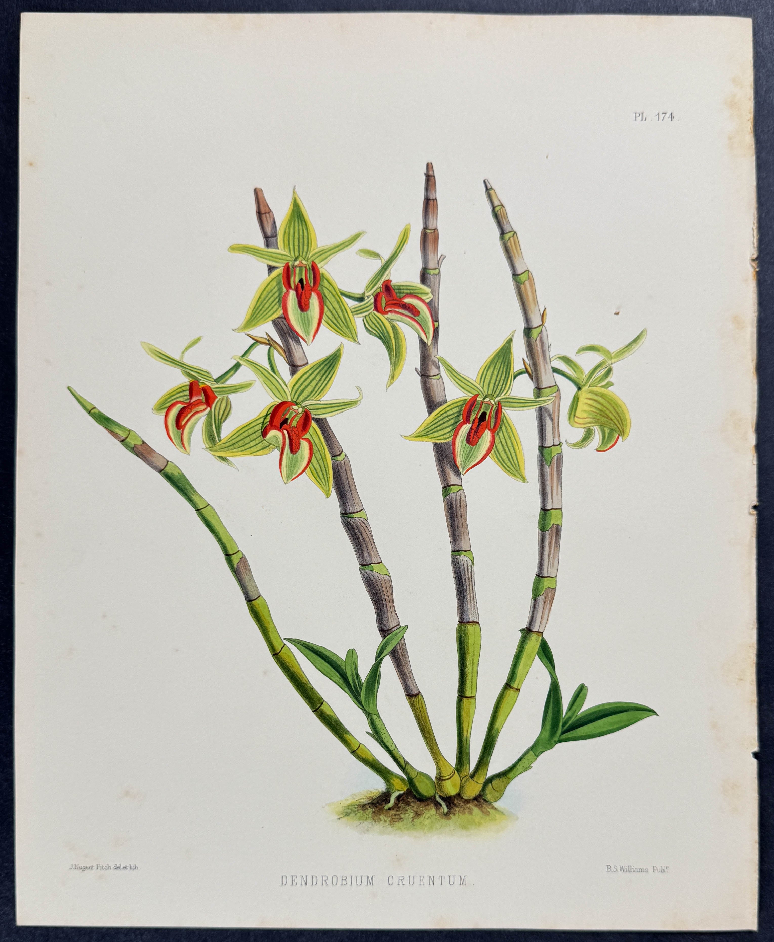 Orchid - Dendrobium Cruentum