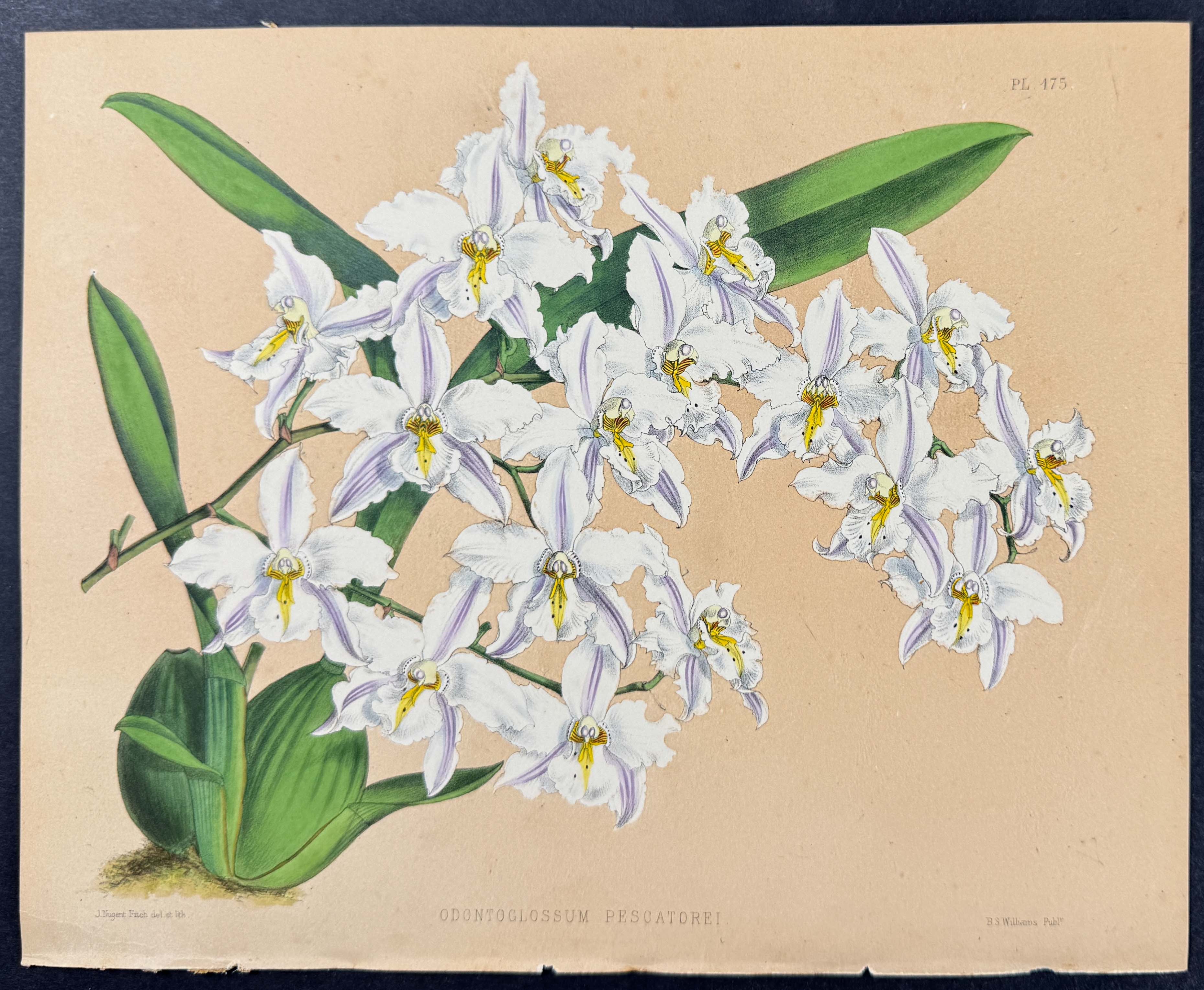 Orchid - Odontoglossum Pescatorei