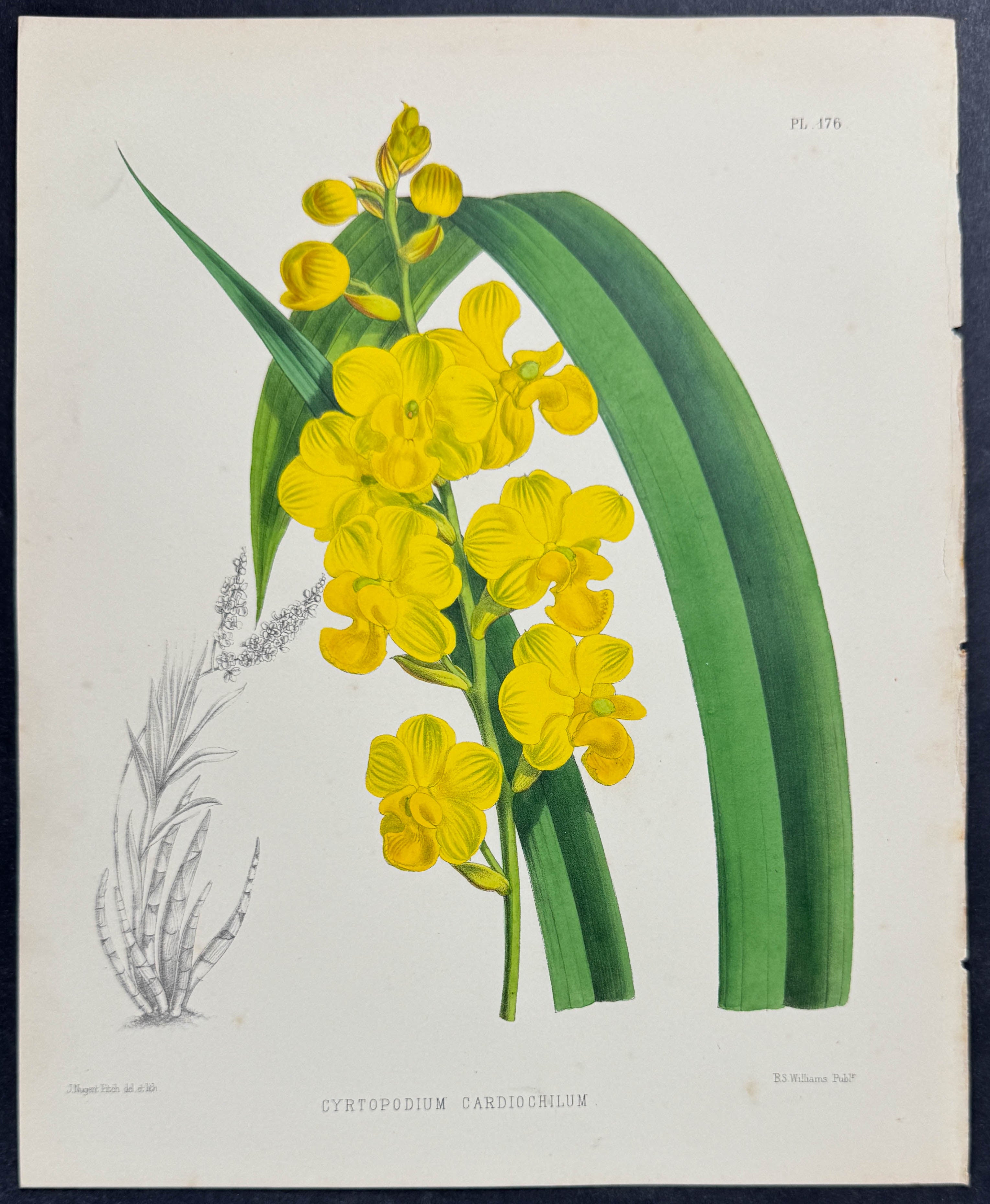 Orchid - Cyrtopodium Cardiochilum